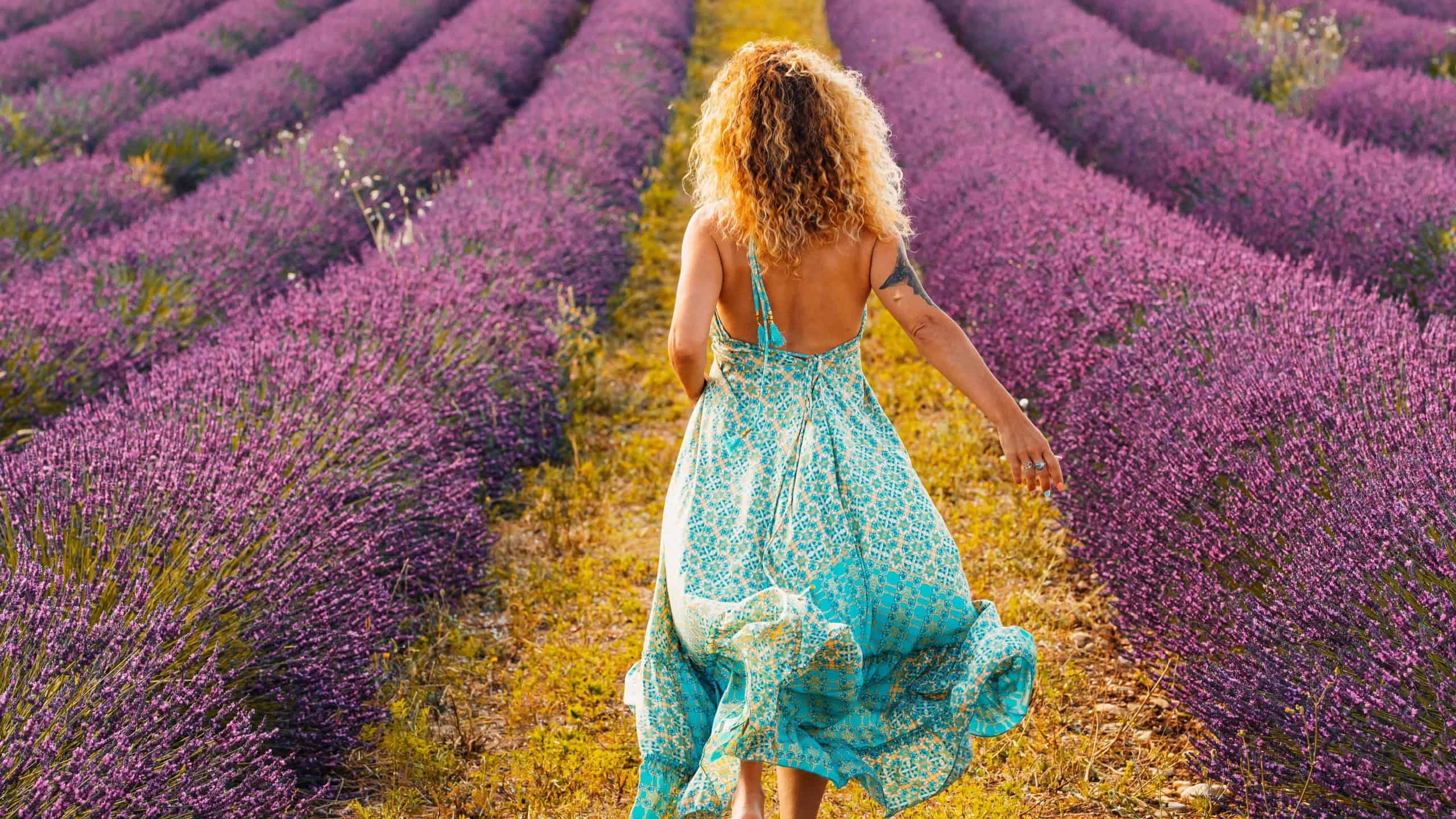 Woman in curly hair wearing blue dress and walking in violet lavender field. Rear view of stylish woman in backless dress amidst beautiful lavender field. Back of woman enjoying amidst flower field
