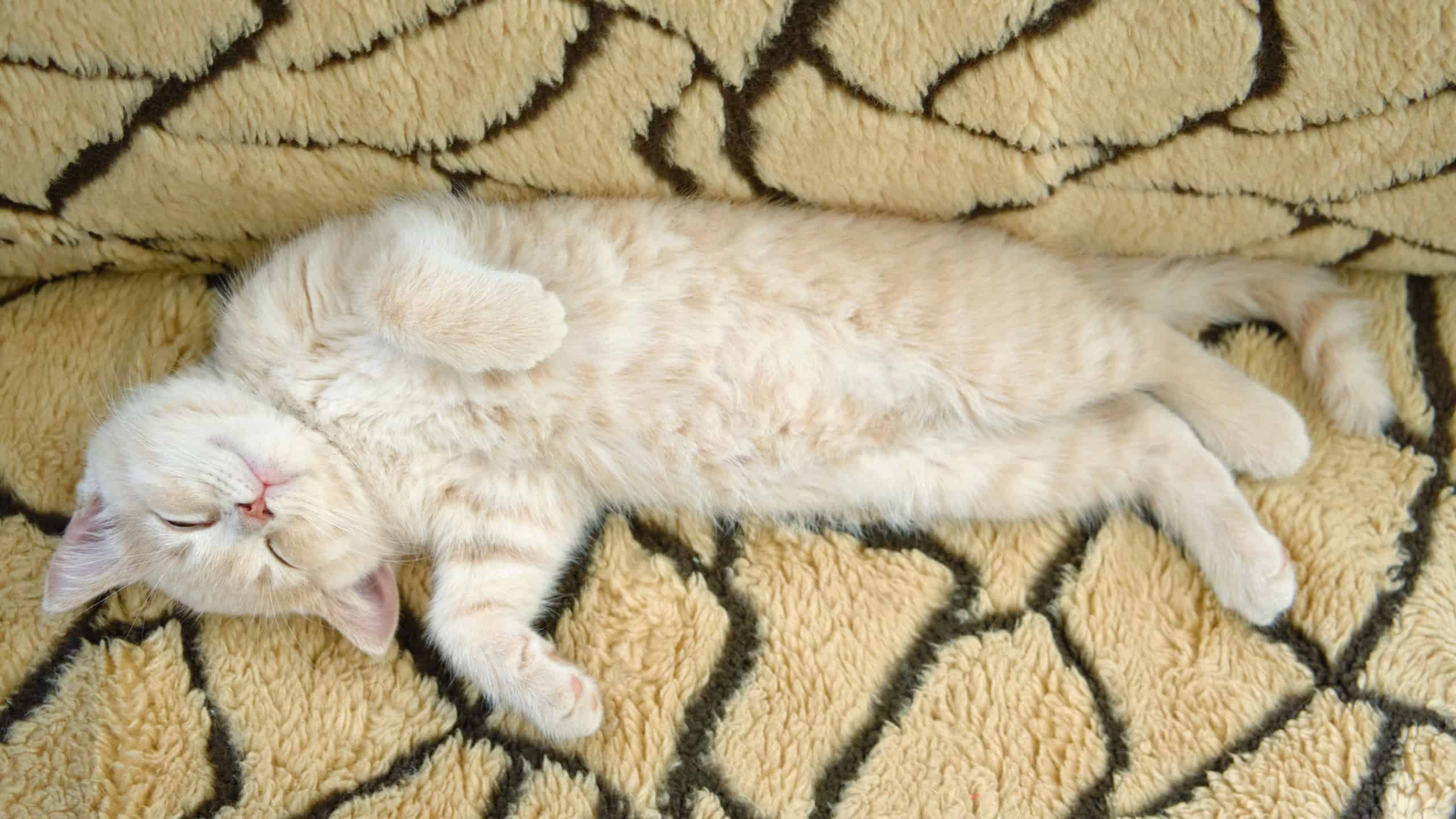 A happy, tired Shorthair kitten shows its fluffy belly to the camera