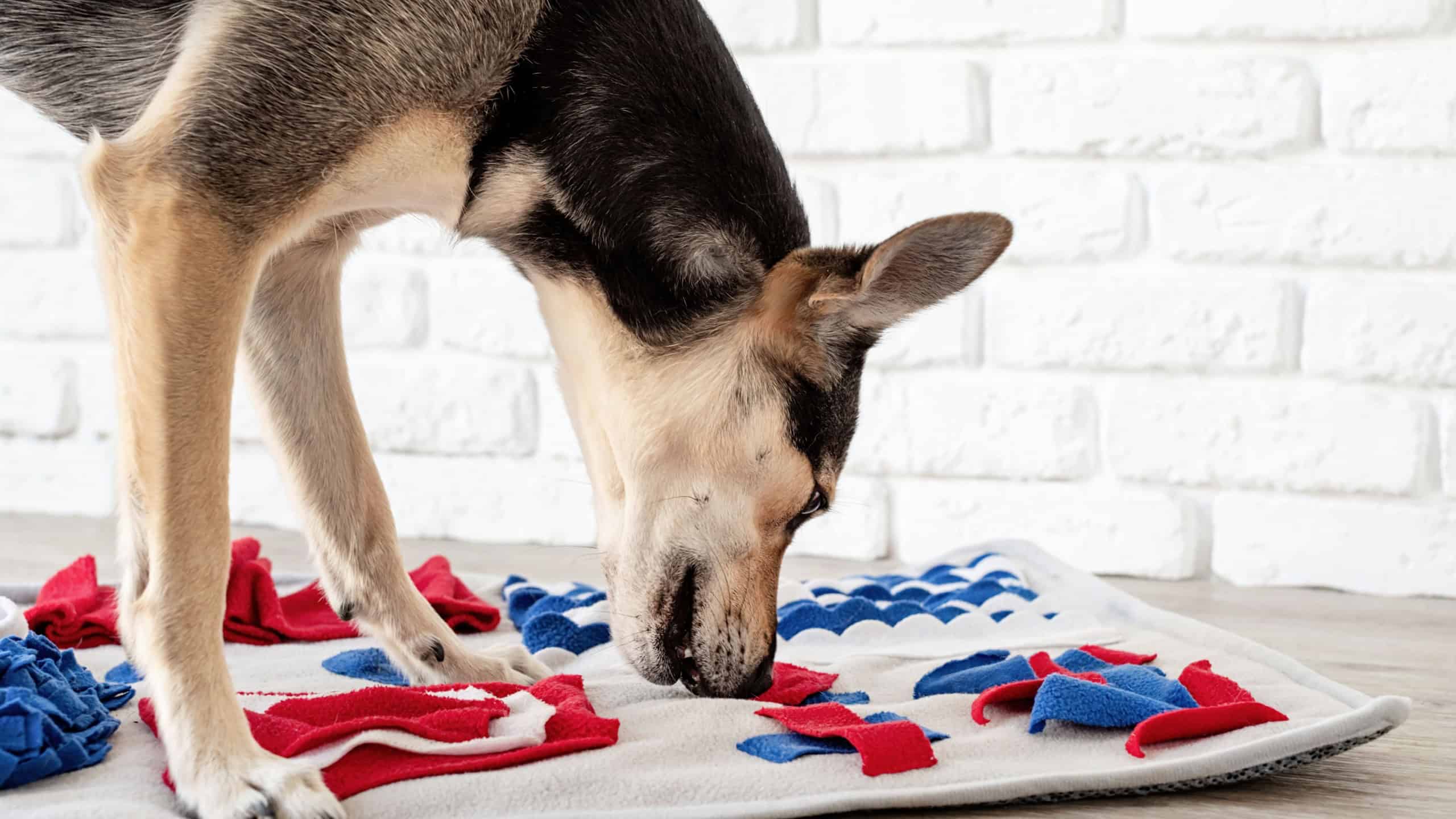 cute mixed breed dog playing on soft washable snuffle rag rug for hiding dried treats for dogs nose work on white background, front view. Intellectual games with pet.