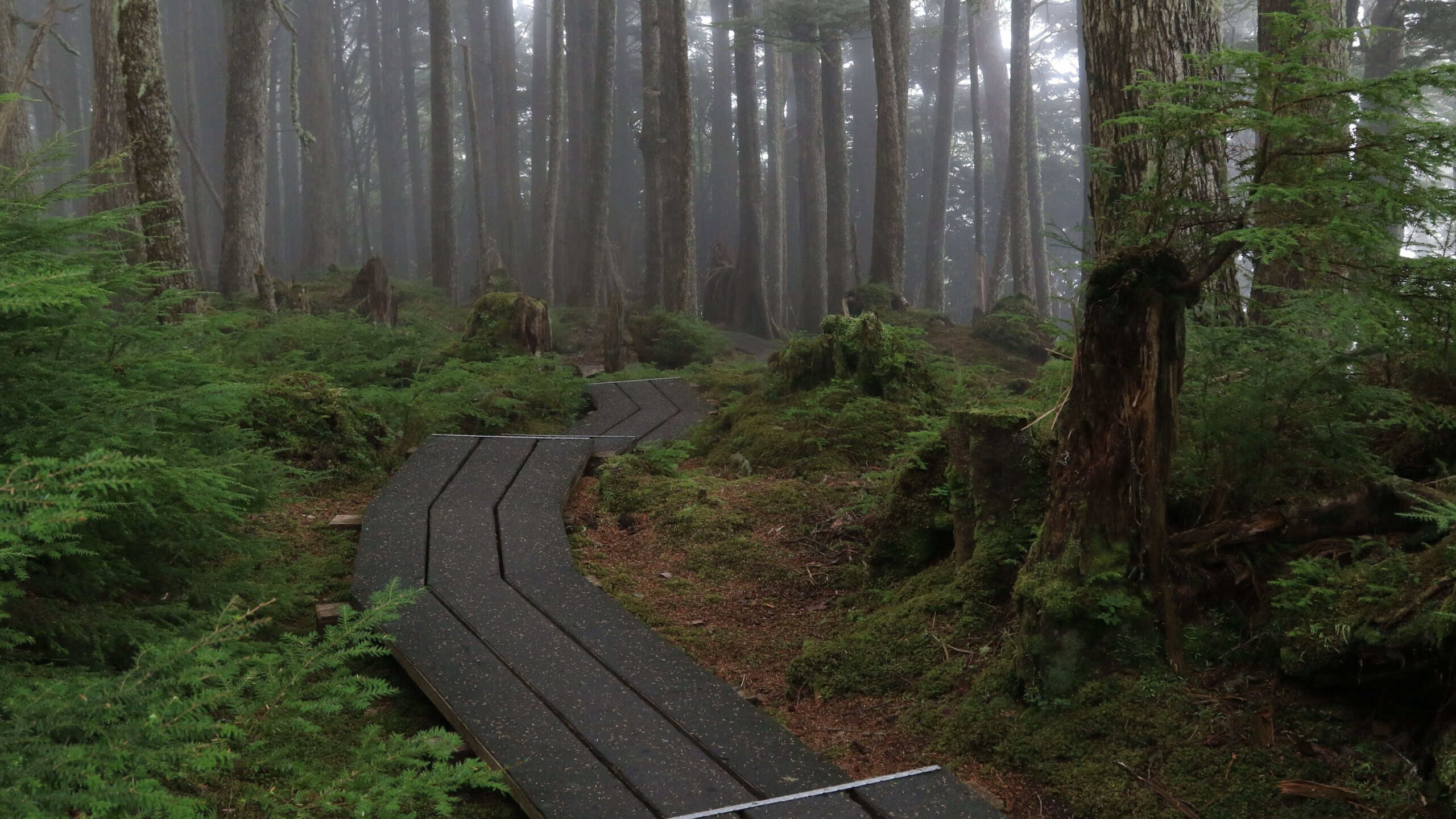 Boardwalk trail at Naikoon Provincial Park, Haida Gwaii, British Columbia