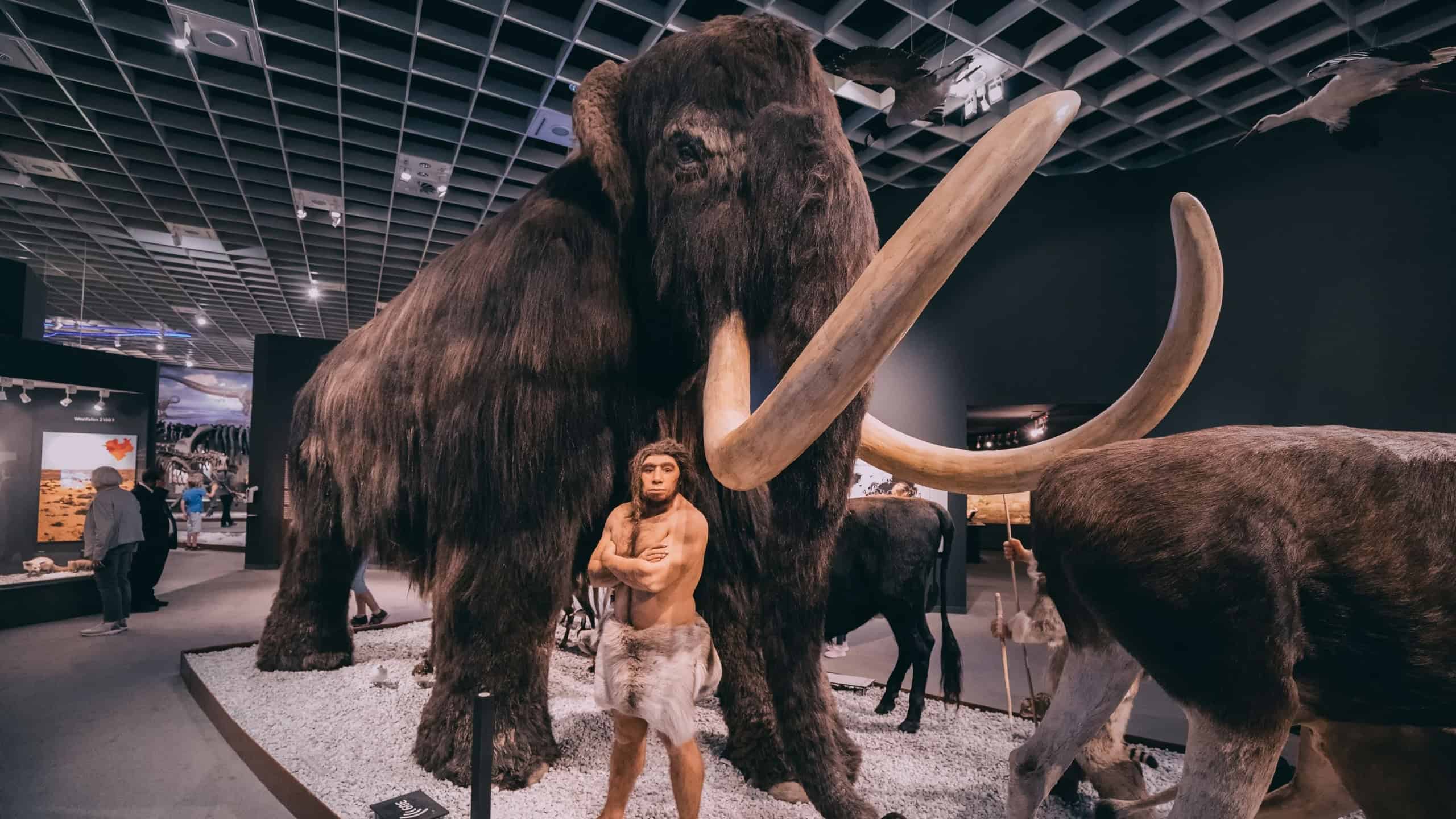 26 July 2022, Munster, Germany: Ancient extinct woolly mammoth and the figure of a human hunter nearby, in the interior of the Museum of Natural History