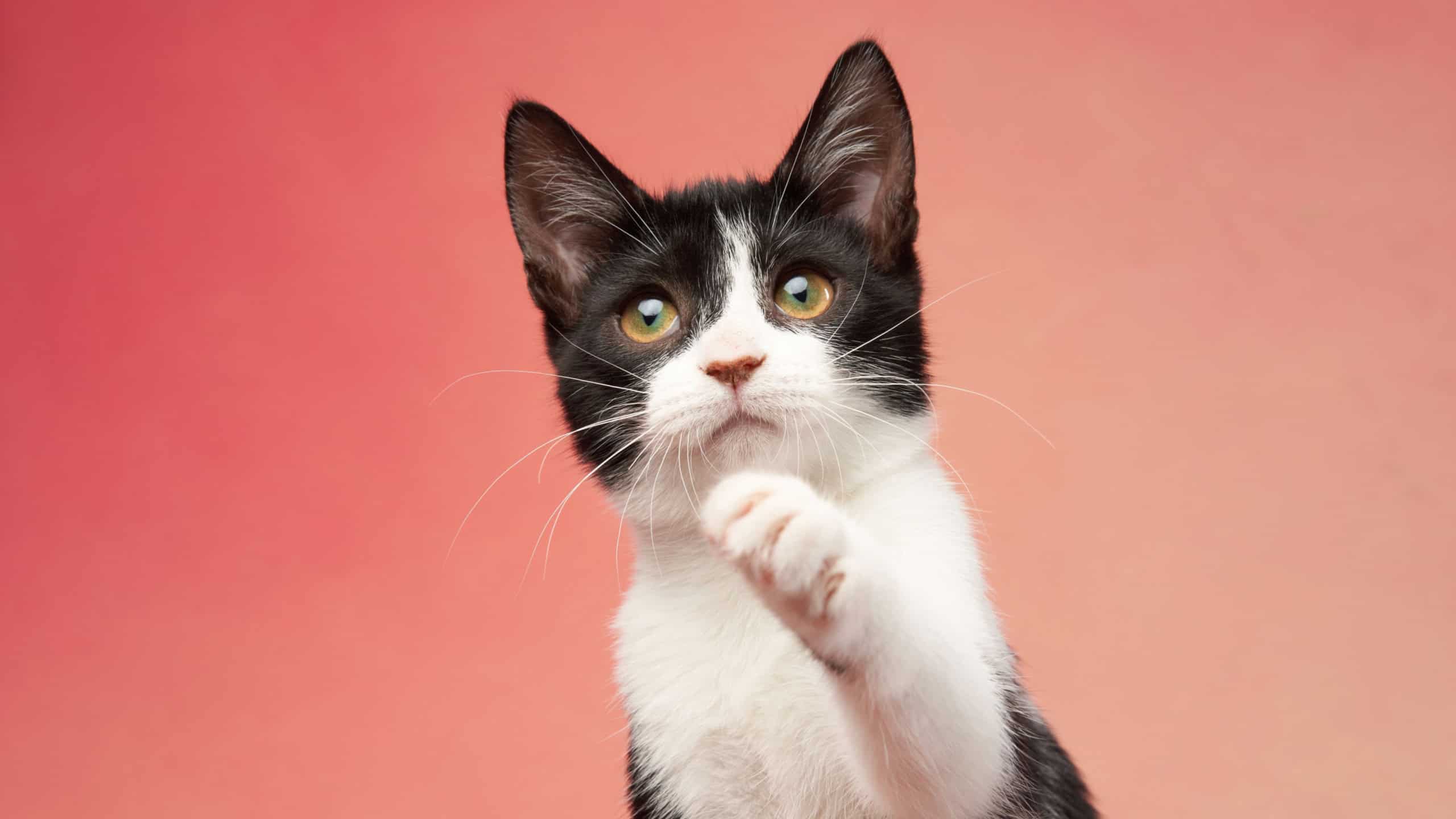 black and white kitten on a colored background. young funny cute cat in the studio