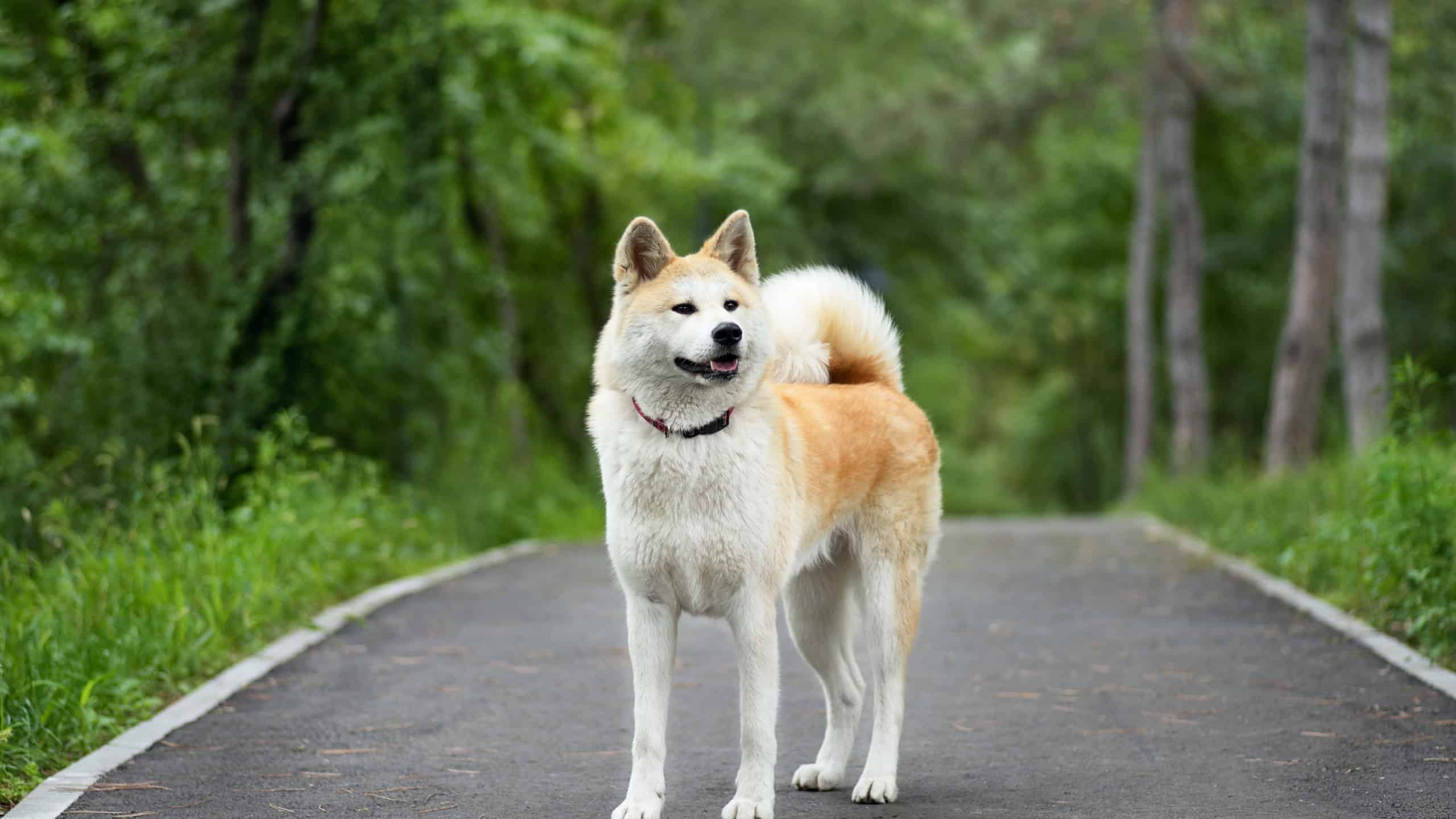 Akita inu japanese dog outdoors