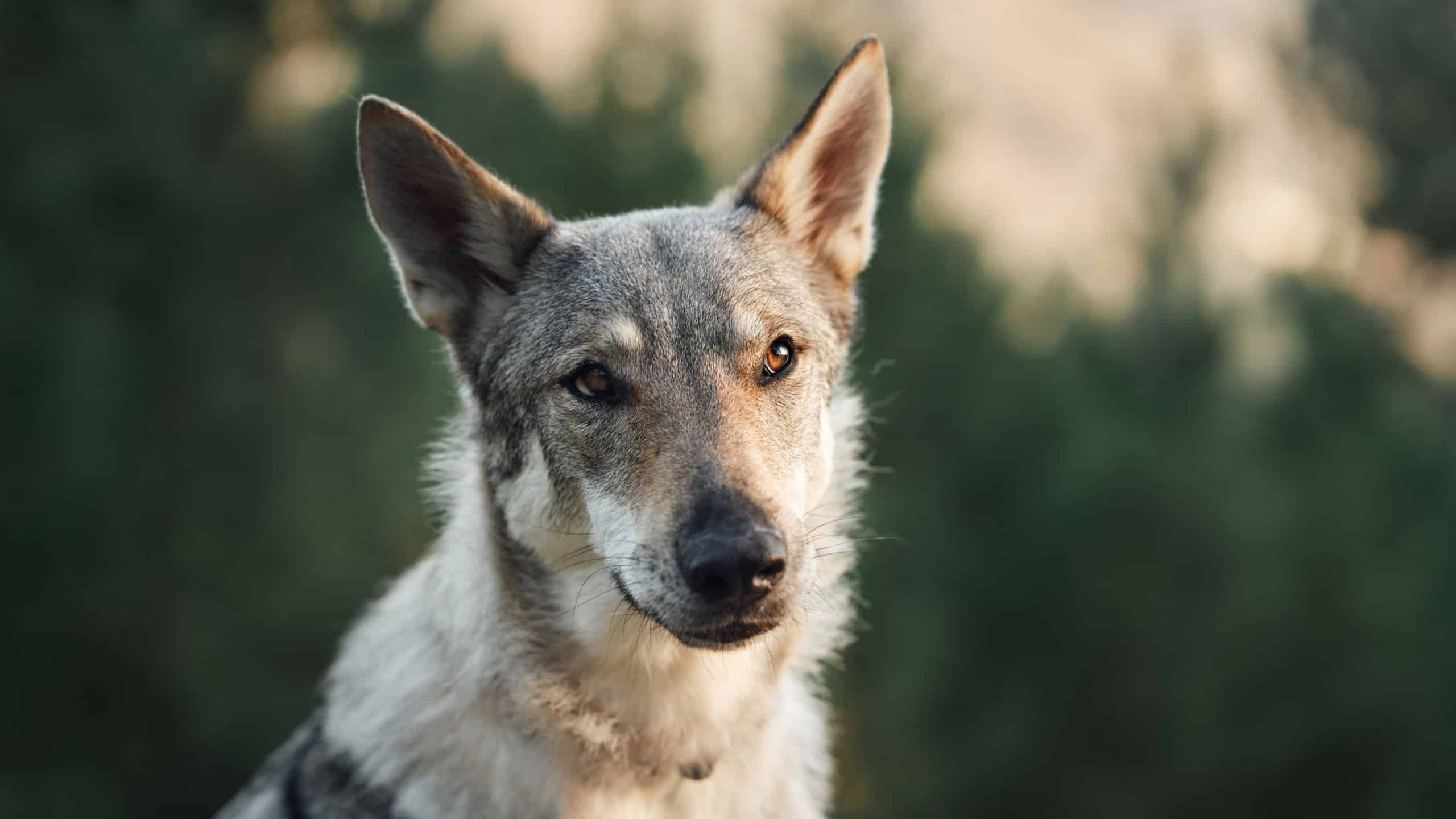 portrait of a wolf-like dog. Czechoslovak wolf. Close-up. cute pet outdoor 