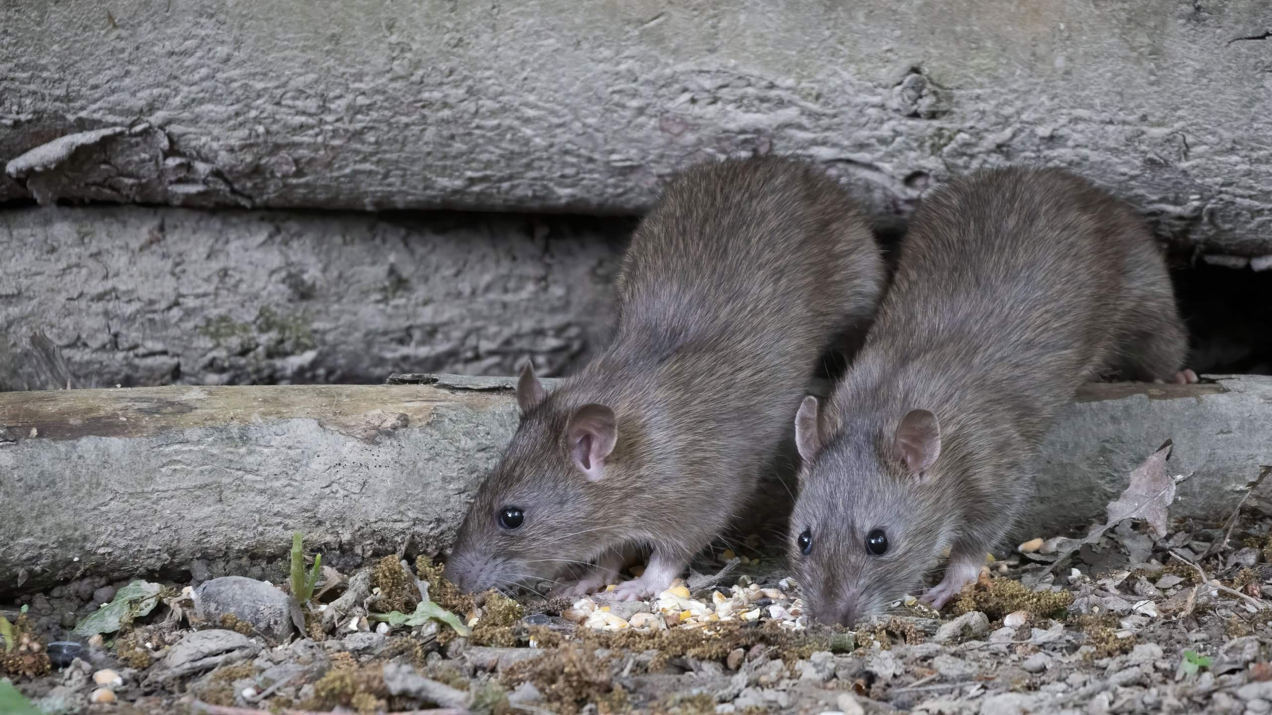 Brown Rats nesting in some old logs
