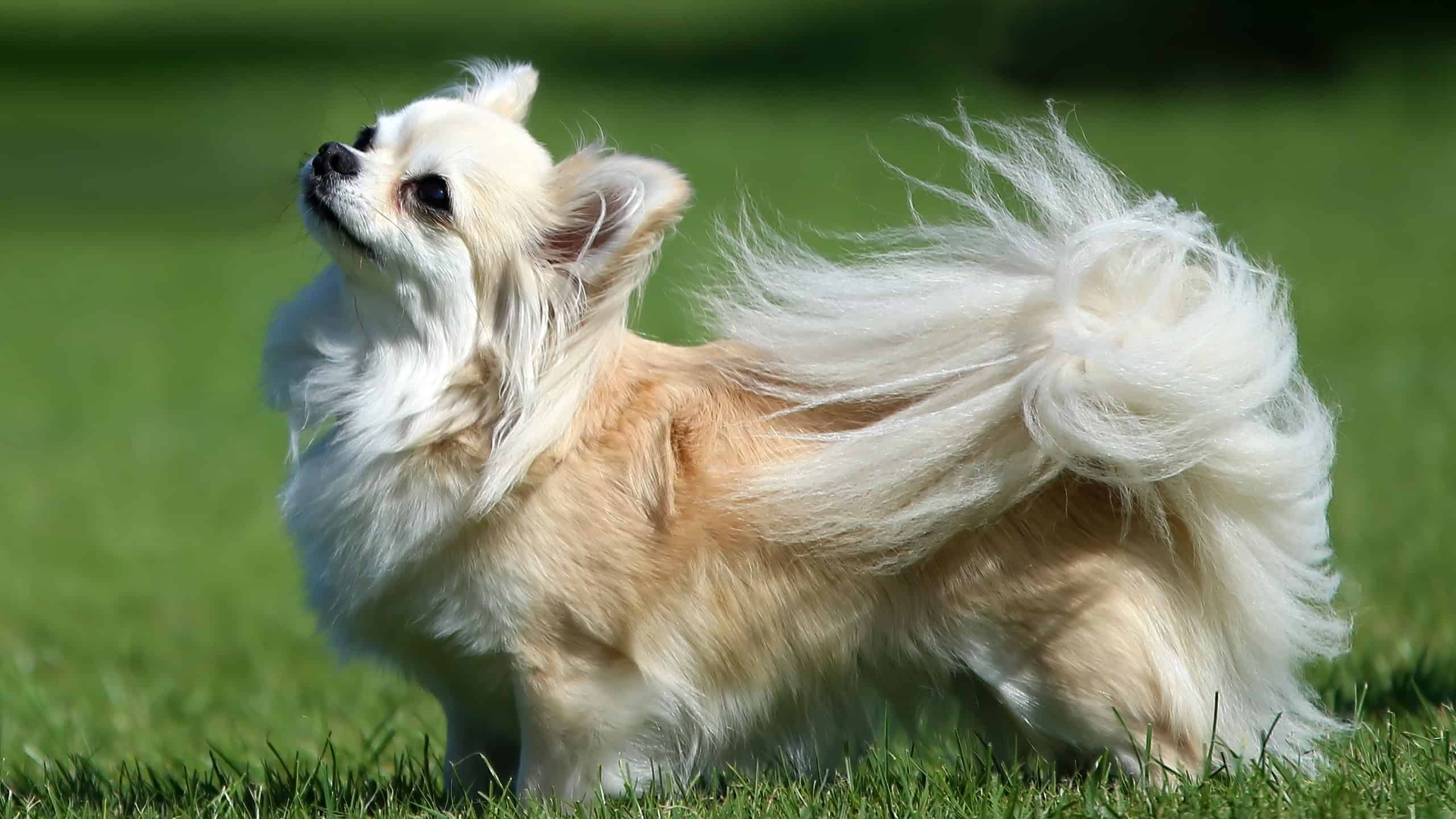 Pretty little cream colored long haired Chihuahua standing on grass