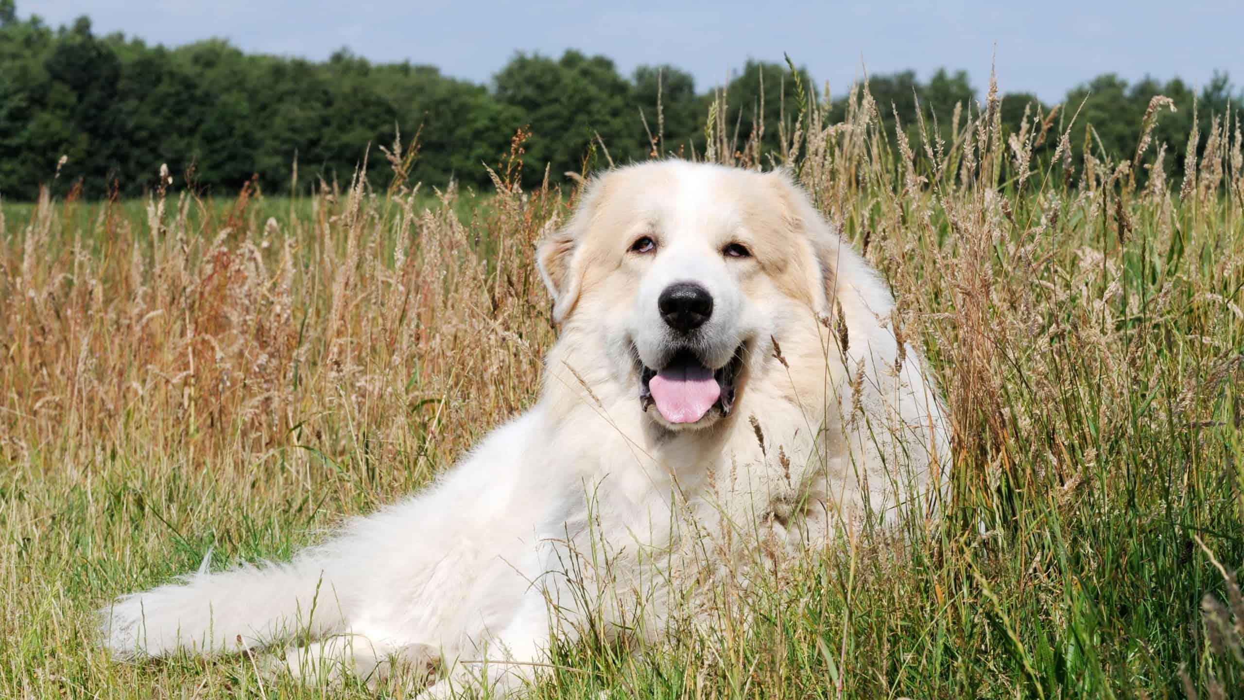 Herd protection, dog great pyrenees lying in the field and guard