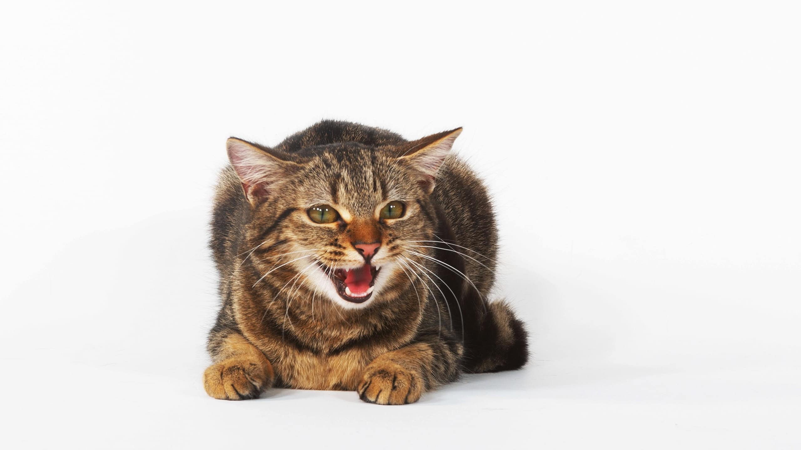 Brown Tabby Domestic Cat, Female Meowing on White Background