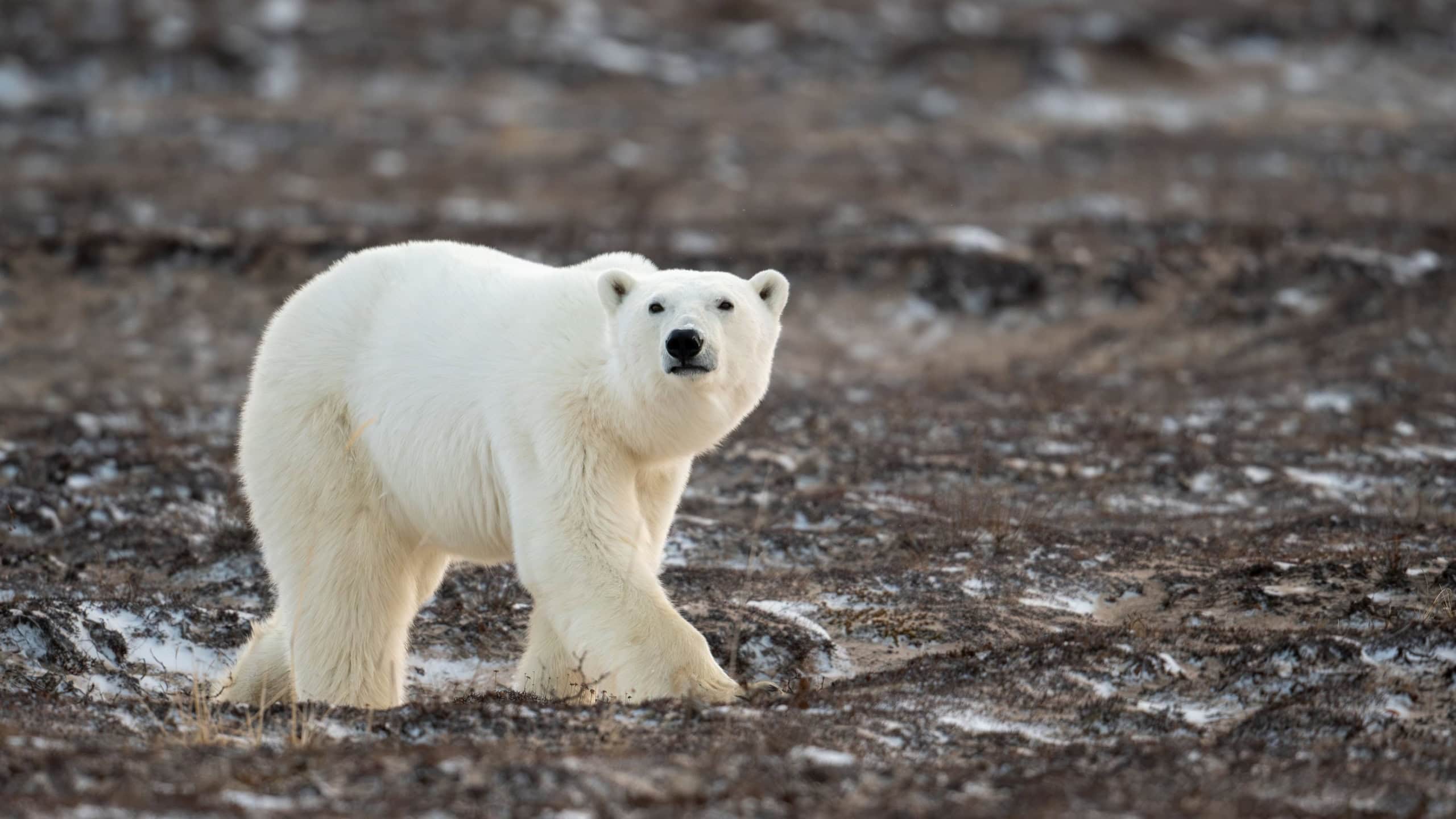 A polar bear walking through an open field toward Hudson Bay near Churchill, Manitoba.