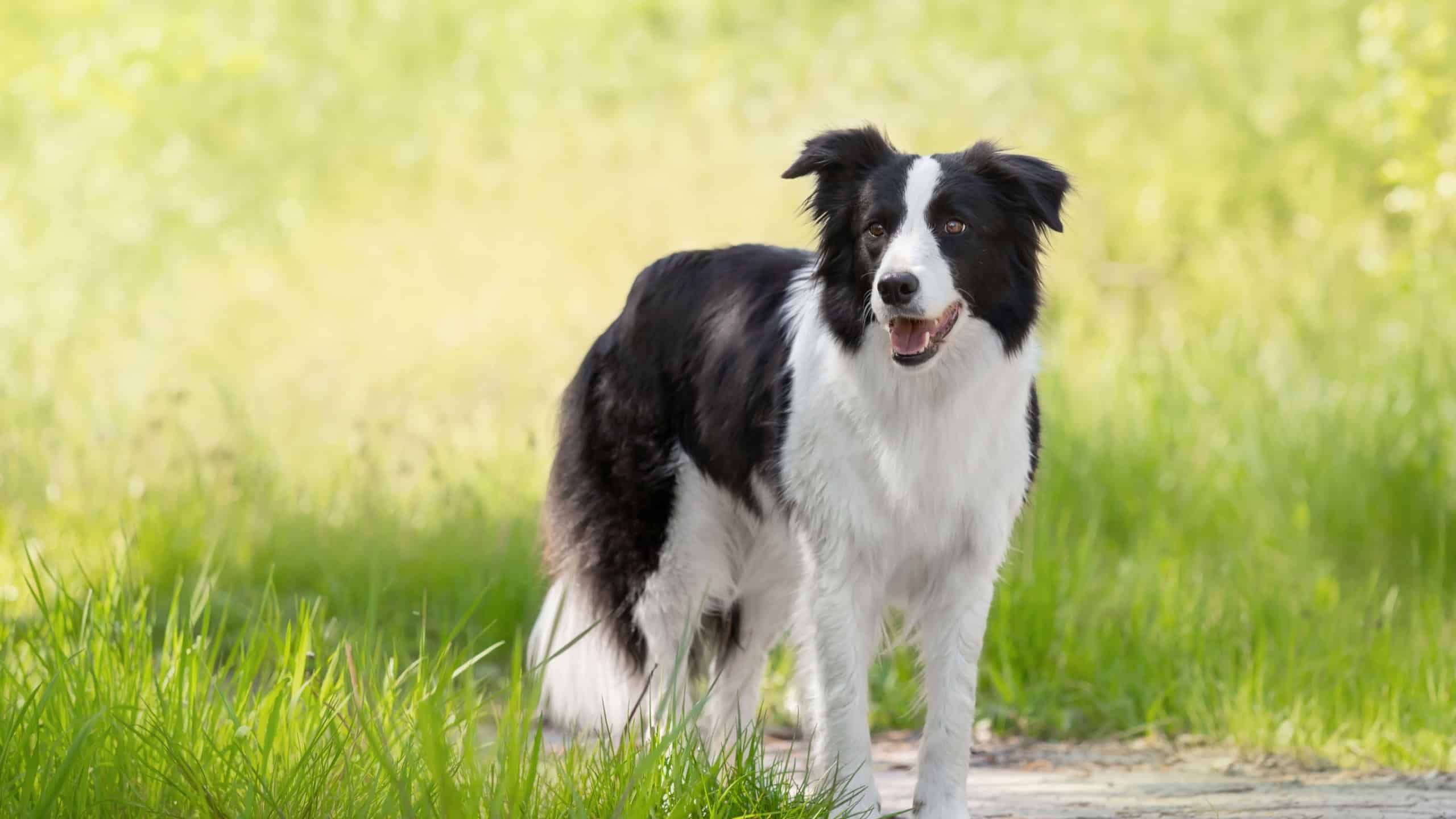 Border Collie dog standing in green grass. Dog on walk.