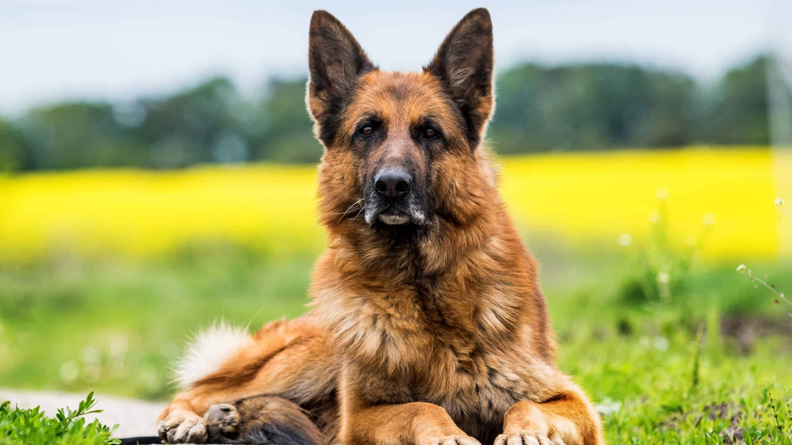 German Shepherd dog in a field