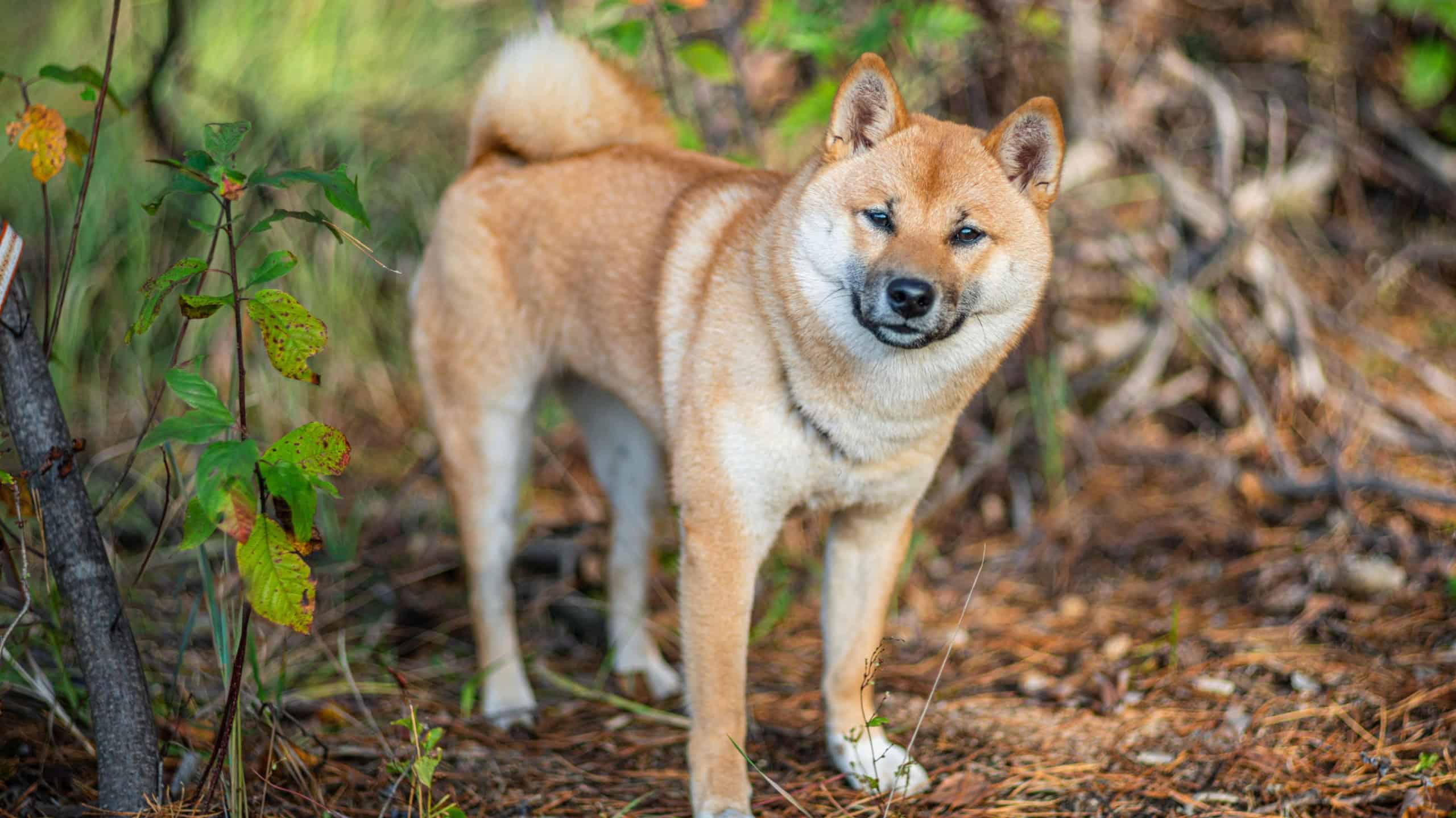 Portrait of smiling Shiba Inu dog on fallen tree in the forest. Blurred nature background.
