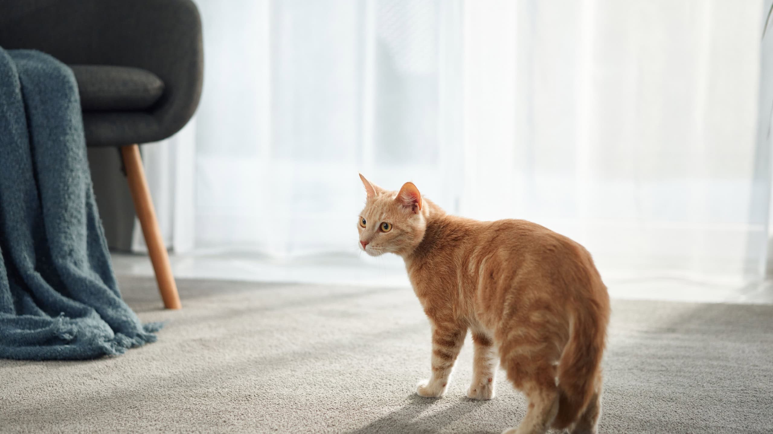 Two ginger cats walk on a light carpet near a modern chair and a large window. Their tails are relaxed as they move.