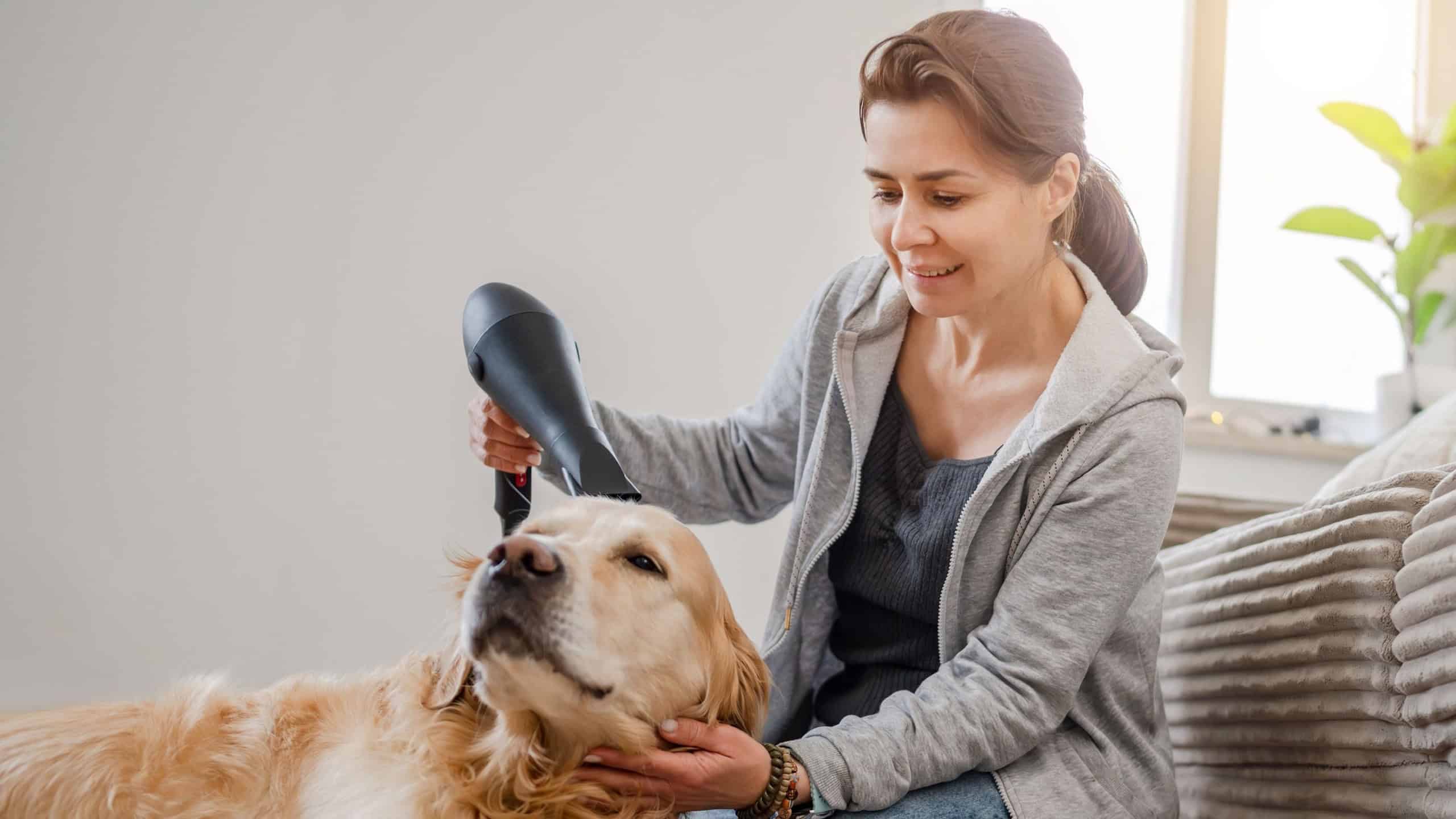 Woman Blow-Drying Golden Retriever Dog