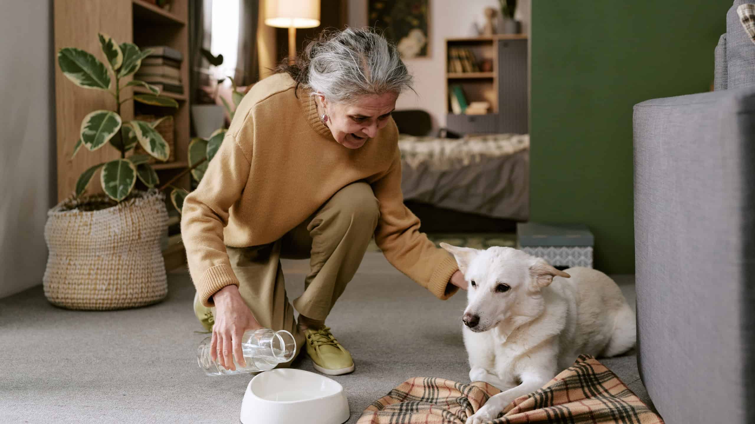 Senior Caucasian woman kneeling on carpet pouring water into bowl while petting lying dog, showing gentle interaction between elderly pet owner and animal companion indoors