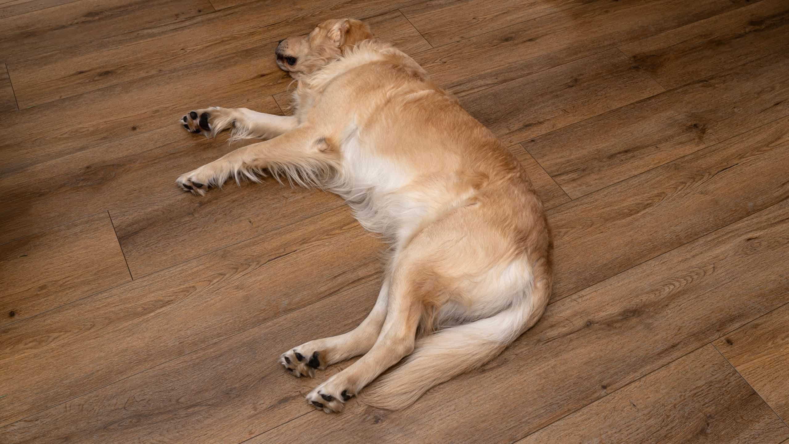 Young golden retriever dog sleeping peacefully on wood look vinyl flooring at home