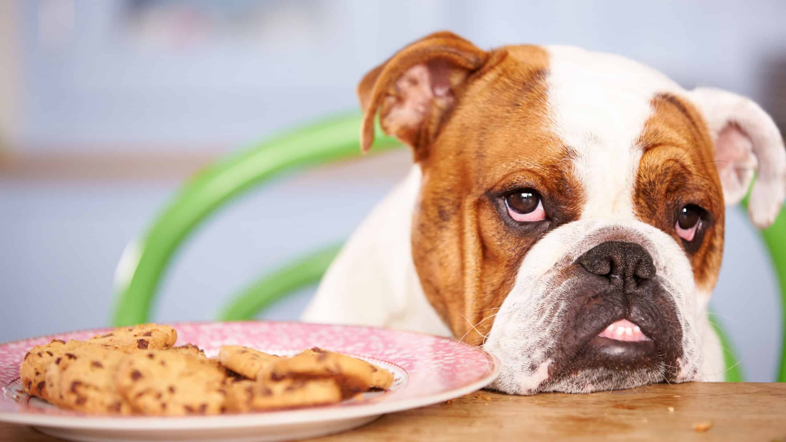 Sad Looking British Bulldog Tempted By Plate Of Cookies