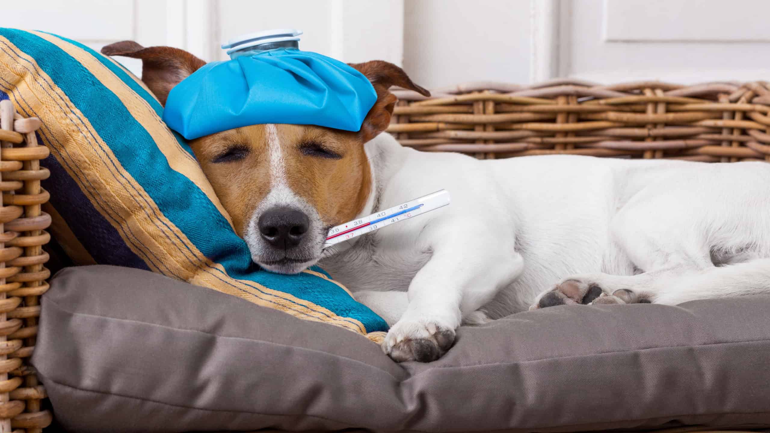 sick ill jack russell dog in bed with pillow with thermometer in mouth ,high fever suffering pain