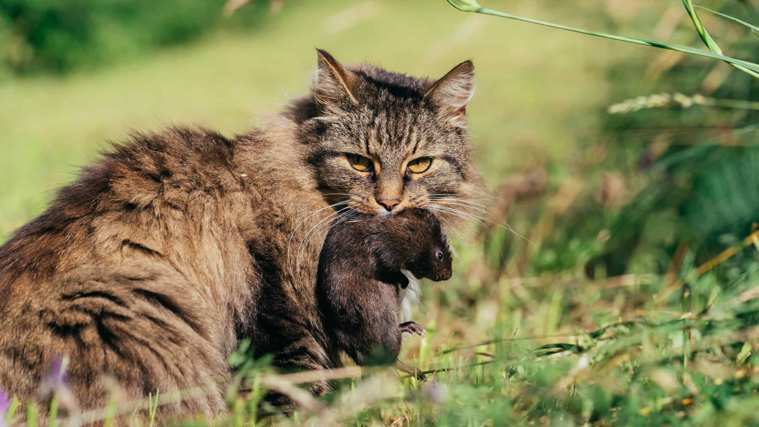 Gray cat caught a rat in a meadow.