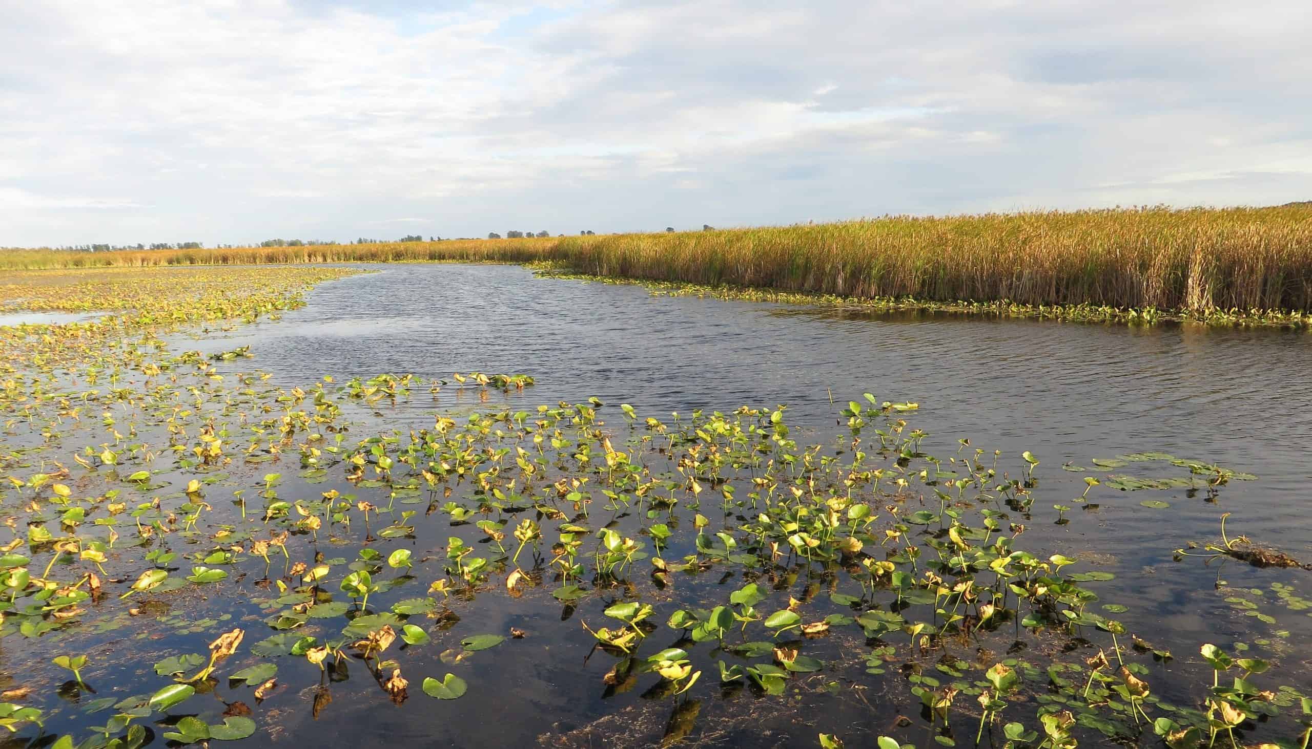 Marsh Boardwalk, Point Pelee National Park, Leamington, Ontario, Canada 