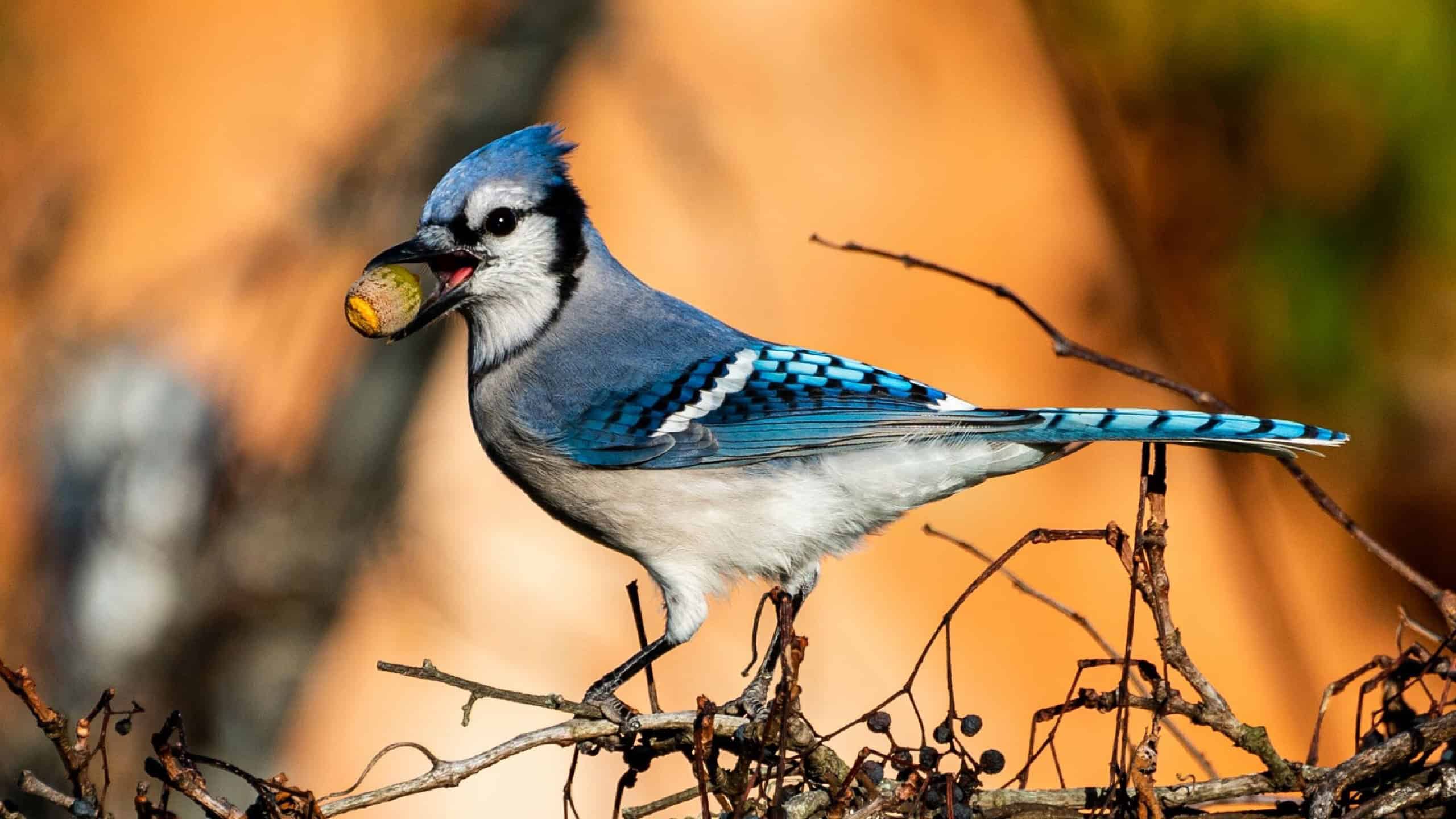 A closeup of a blue jay perched on tree branches holding an acorn with a blurry background
