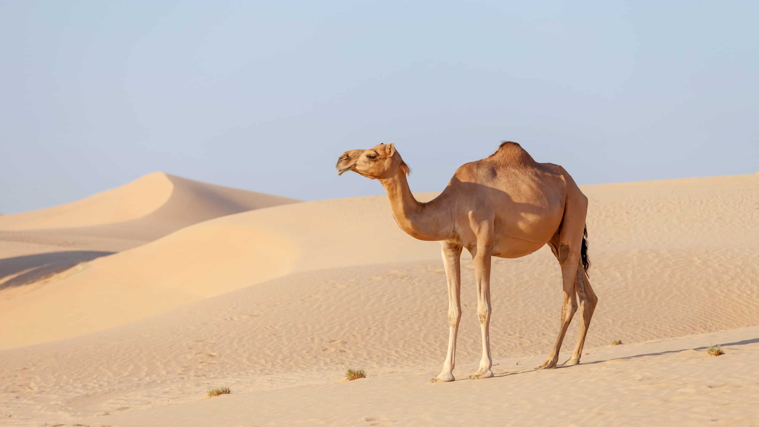 Middle eastern camel in a desert in United Arab Emirates, standing on sand dunes during an Abu Dhabi desert safari experience