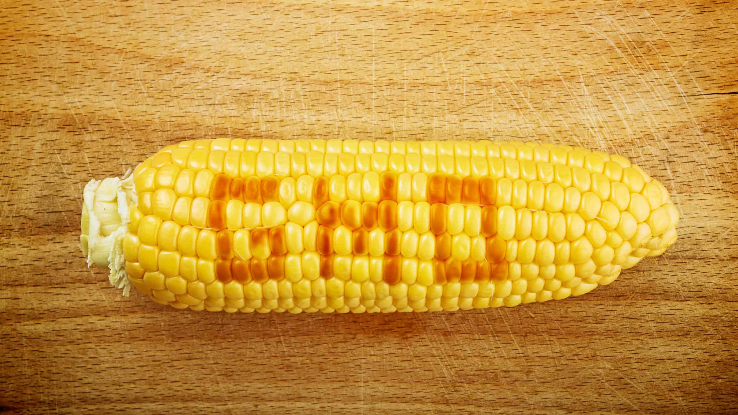 Top View of Fully developed GMO Corn Maize Ear with golden seed on wooden background