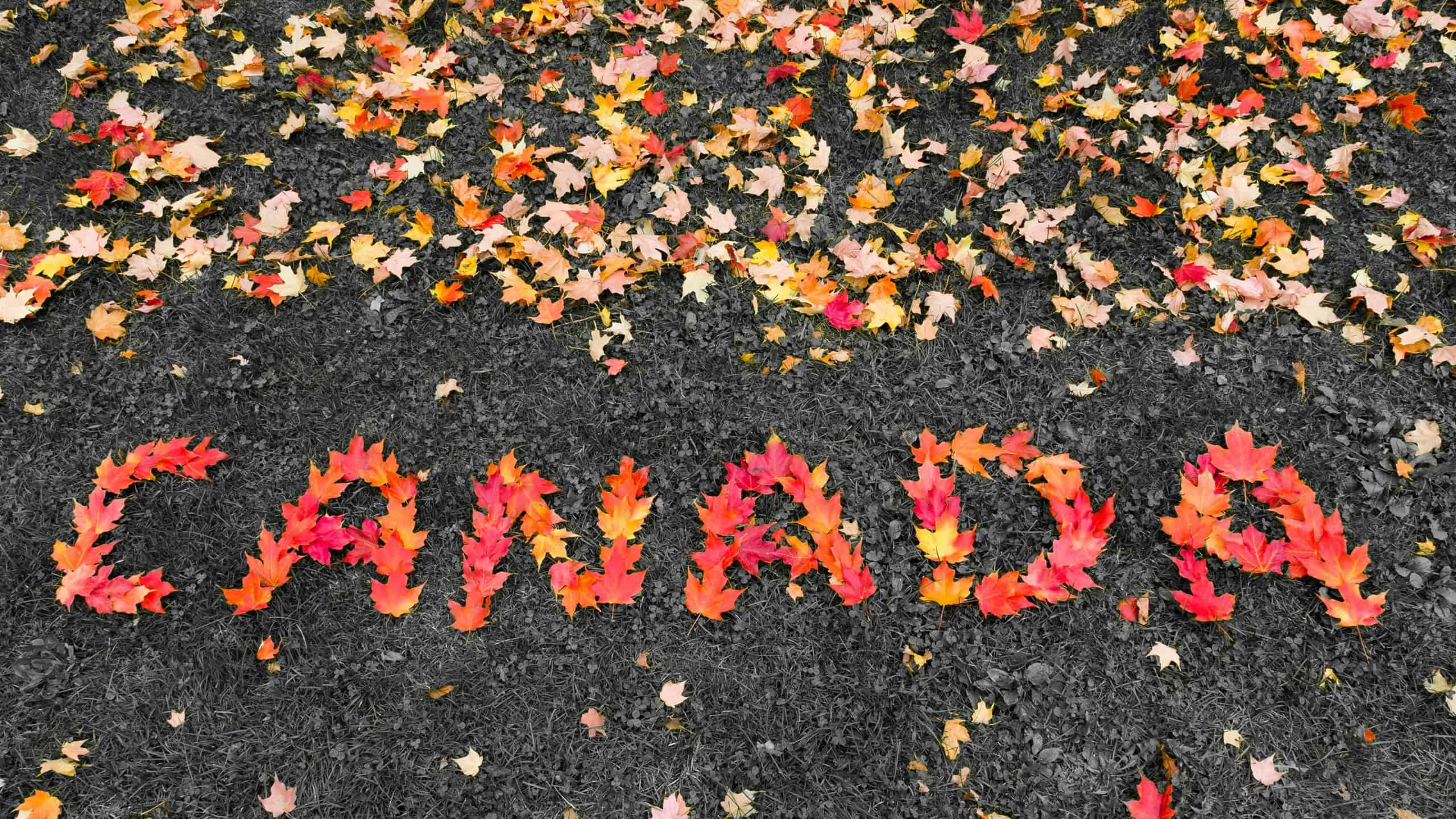 The words Canada written with maple leaves