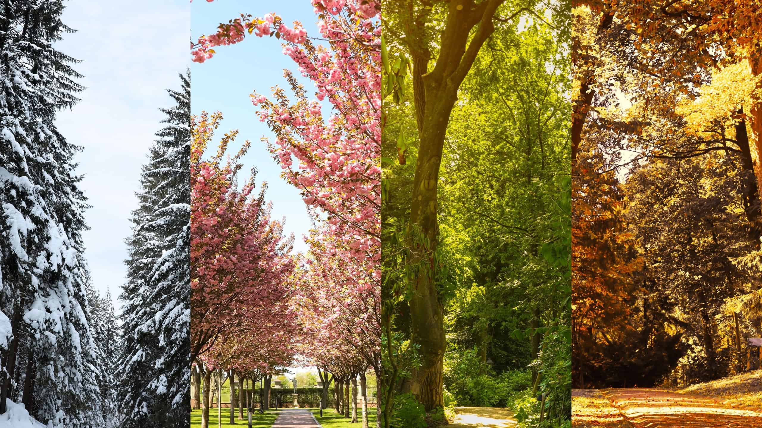 Four seasons. Collage design with beautiful photos of nature