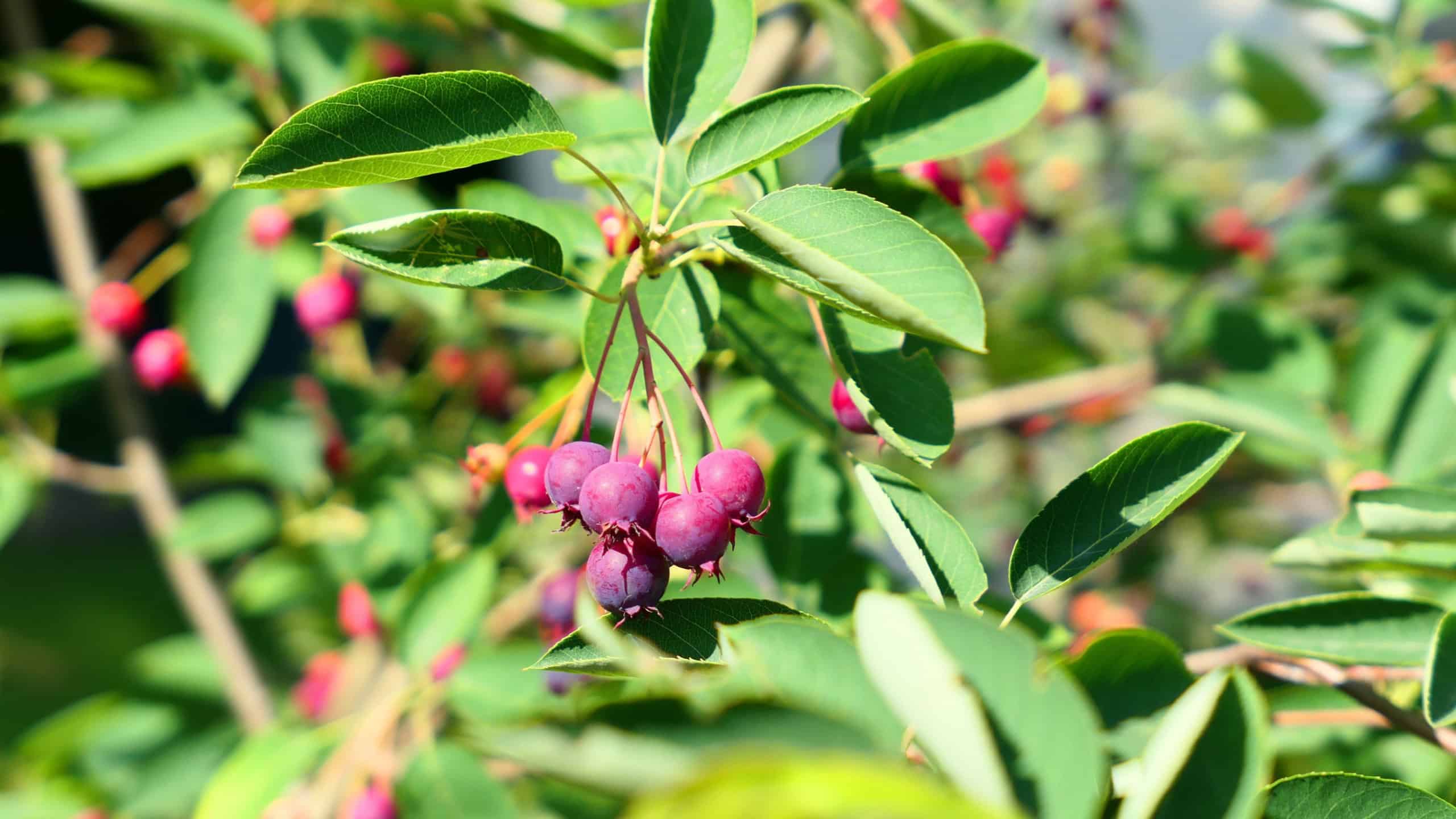 Saskatoon berries. Amelanchier tree branch with purple fruits.