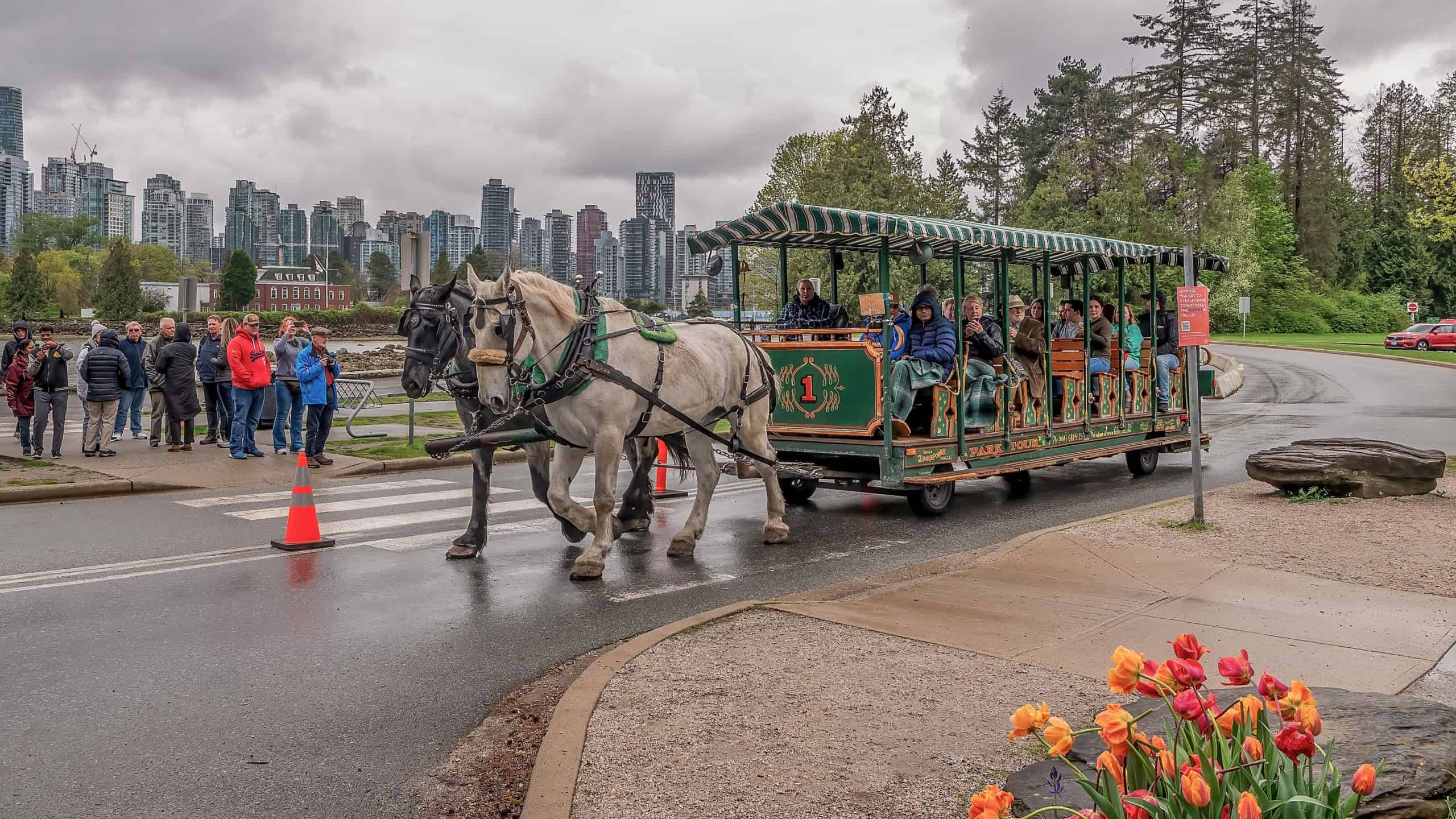 Vancouver Canada 03.05.23. Horses and carriage in Stanley Park in the spring.
