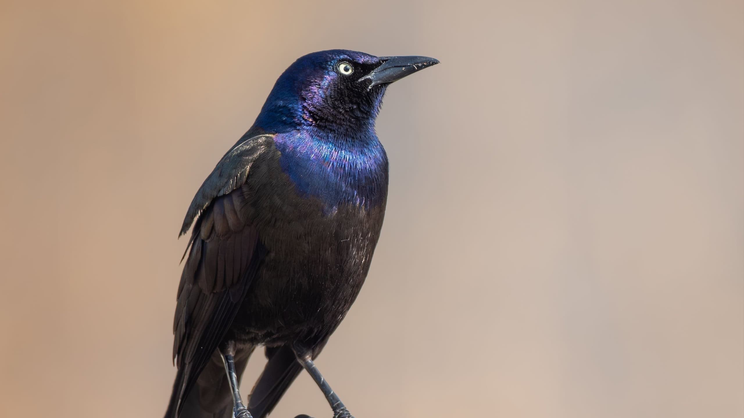 A common grackle (Quiscalus quiscula) perched on a gray concrete wall