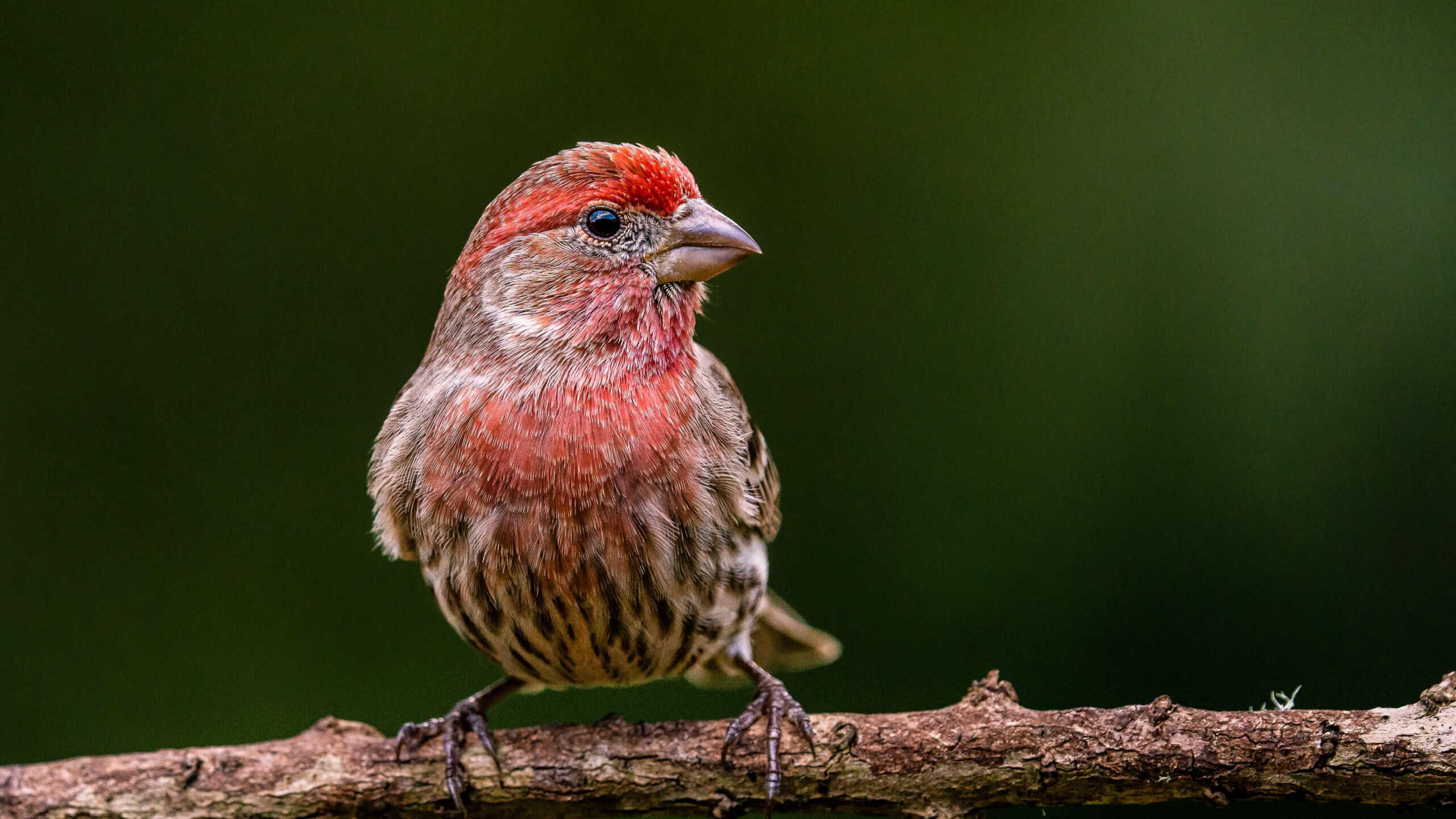 A house finch (Haemorhous mexicanus) atop a branch of a tree in its natural habitat
