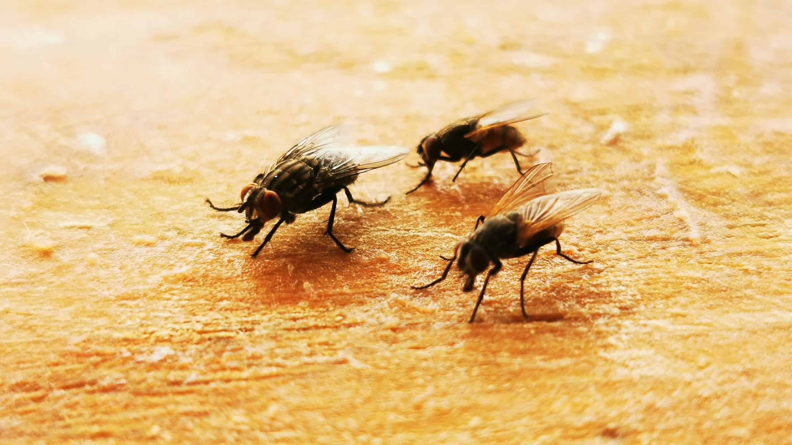 House fly. Parasite Insect on a kitchen chop board