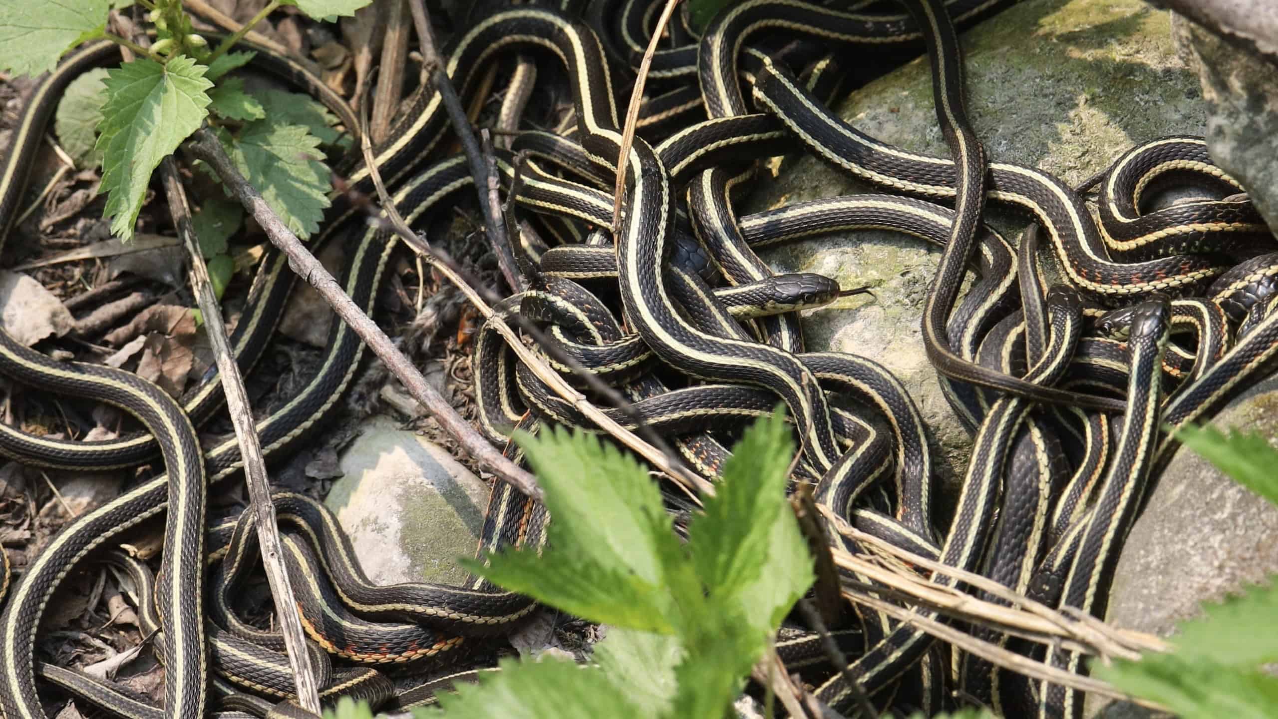 A swarm of red-sided garter snakes (thamnophis sirtalis parietalis) 