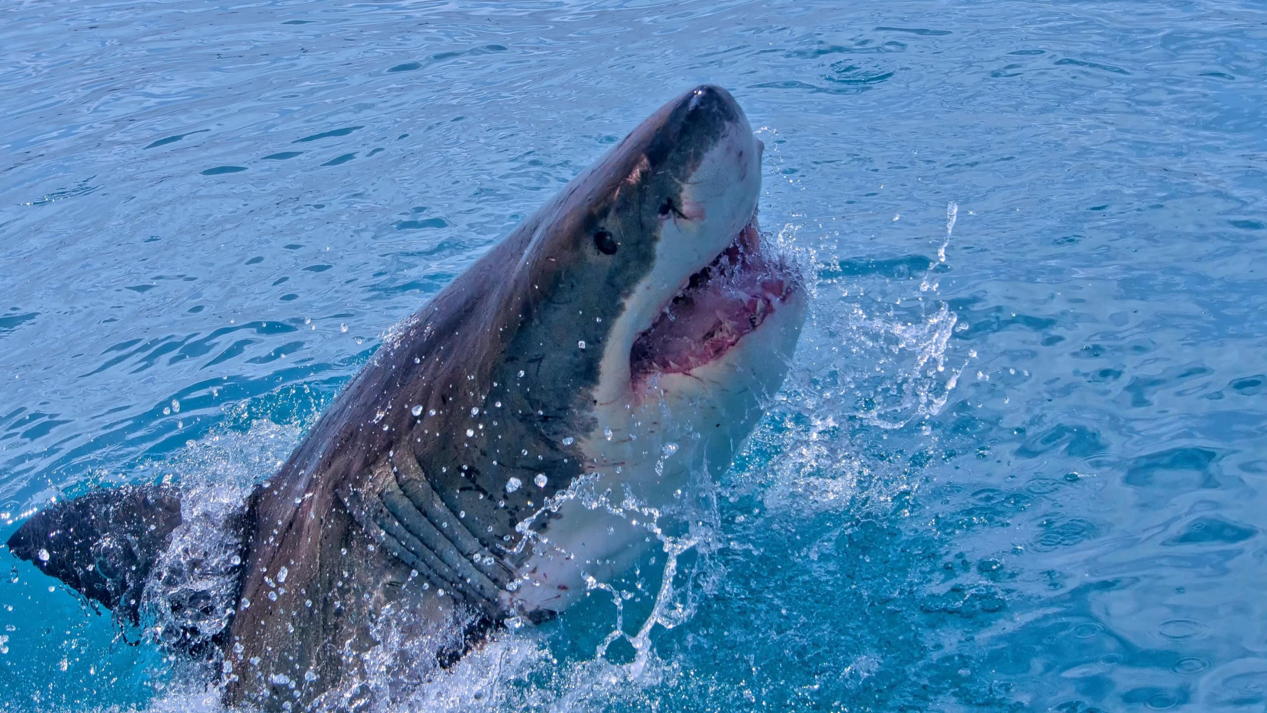 Great White Shark, Carcharodon carcharias, Gansbaai, Western Cape, South Africa, Africa