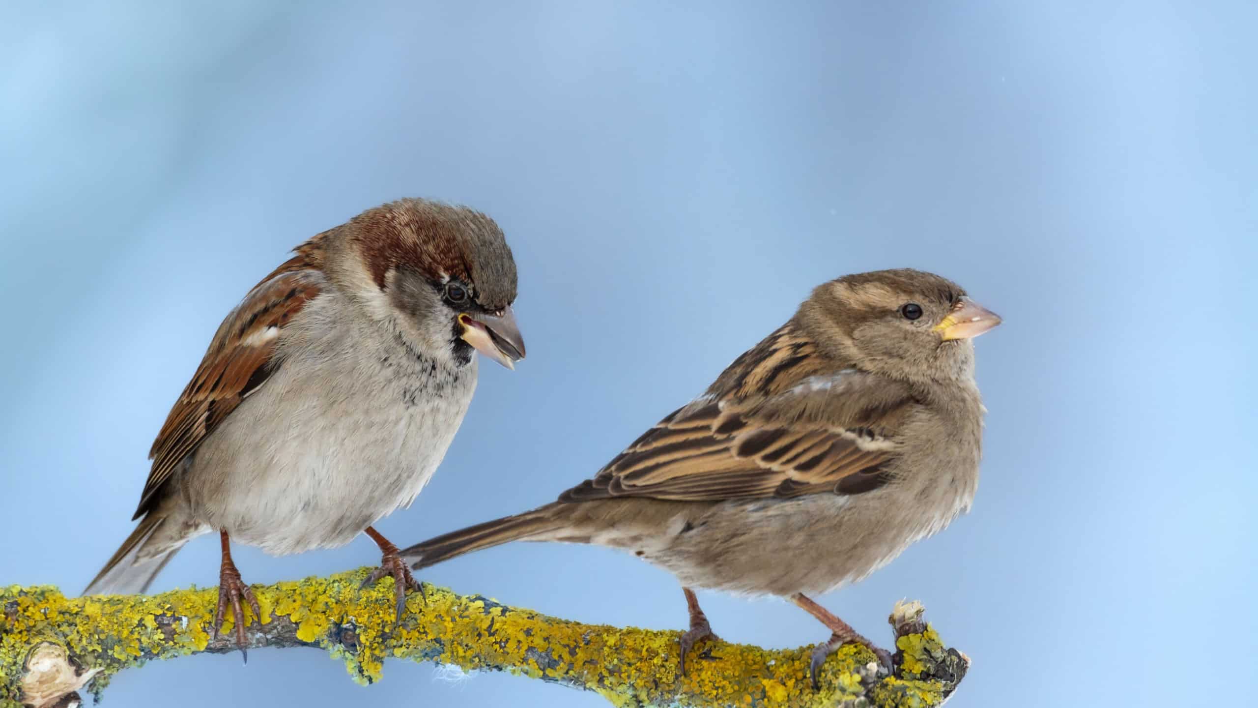 Bird - male and female House sparrow Passer domesticus sitting on the branch, winter time blue background Poland Europe