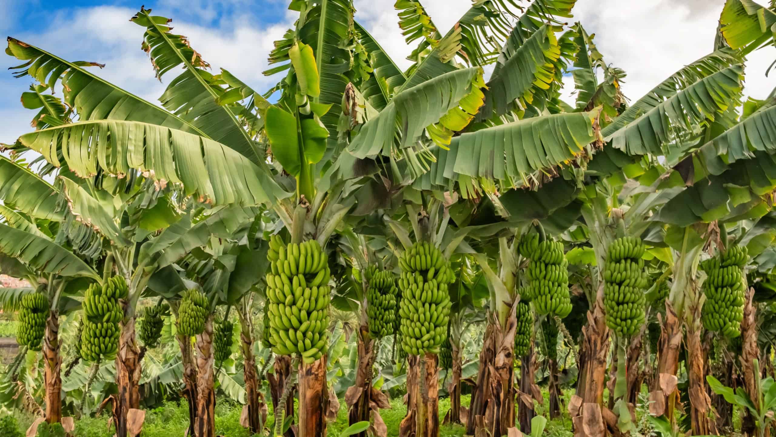 Green bananas growing on trees. Green tropical banana fruits close-up on banana plantation. Tenerife banana plantations in Tenerife, Canary islands, Spain. Agriculture and banana production concept