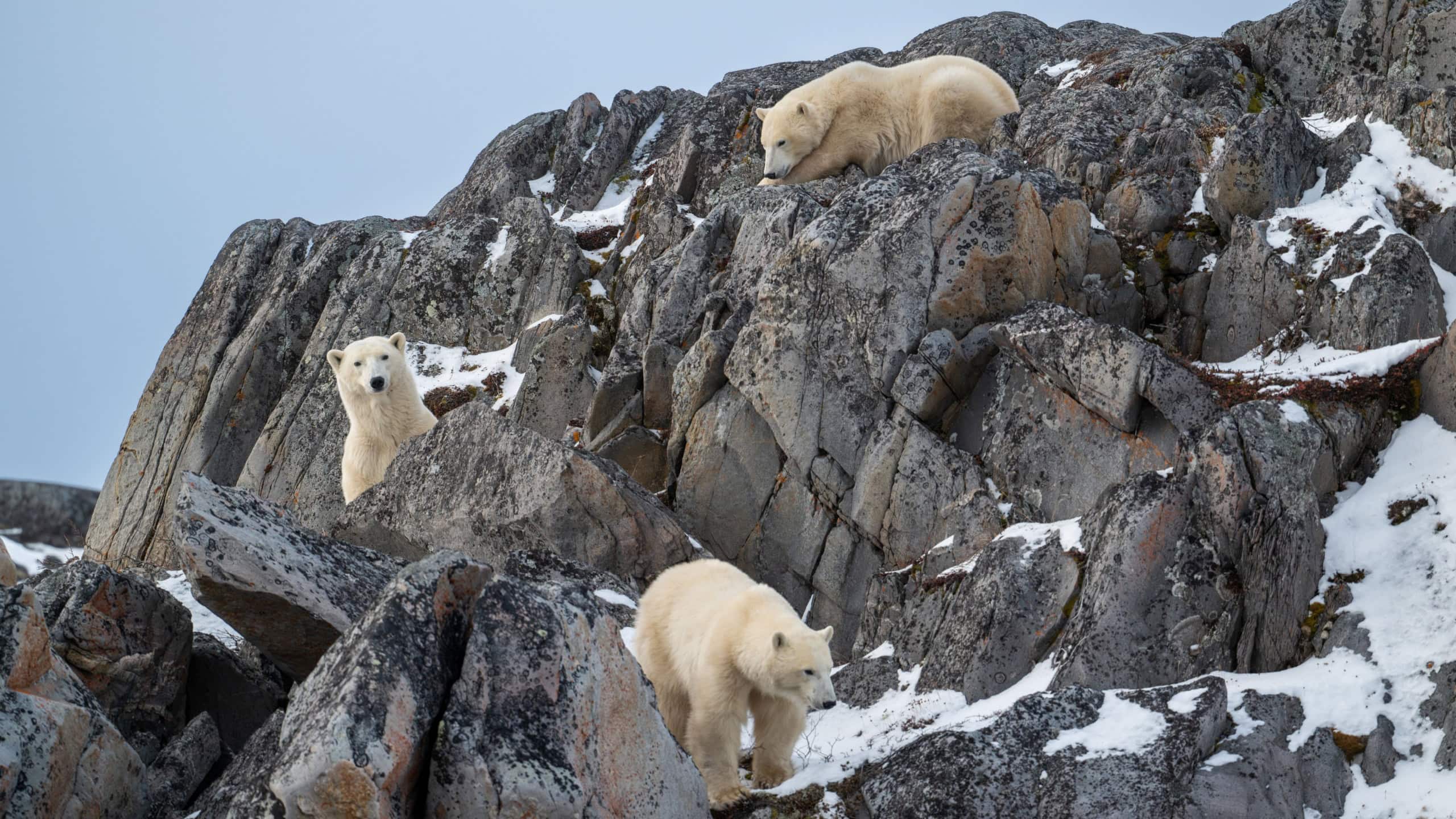 A female polar bear and two cubs climbing on the rocks along the Hudson Bay just outside of Churchill, Manitoba, in November.