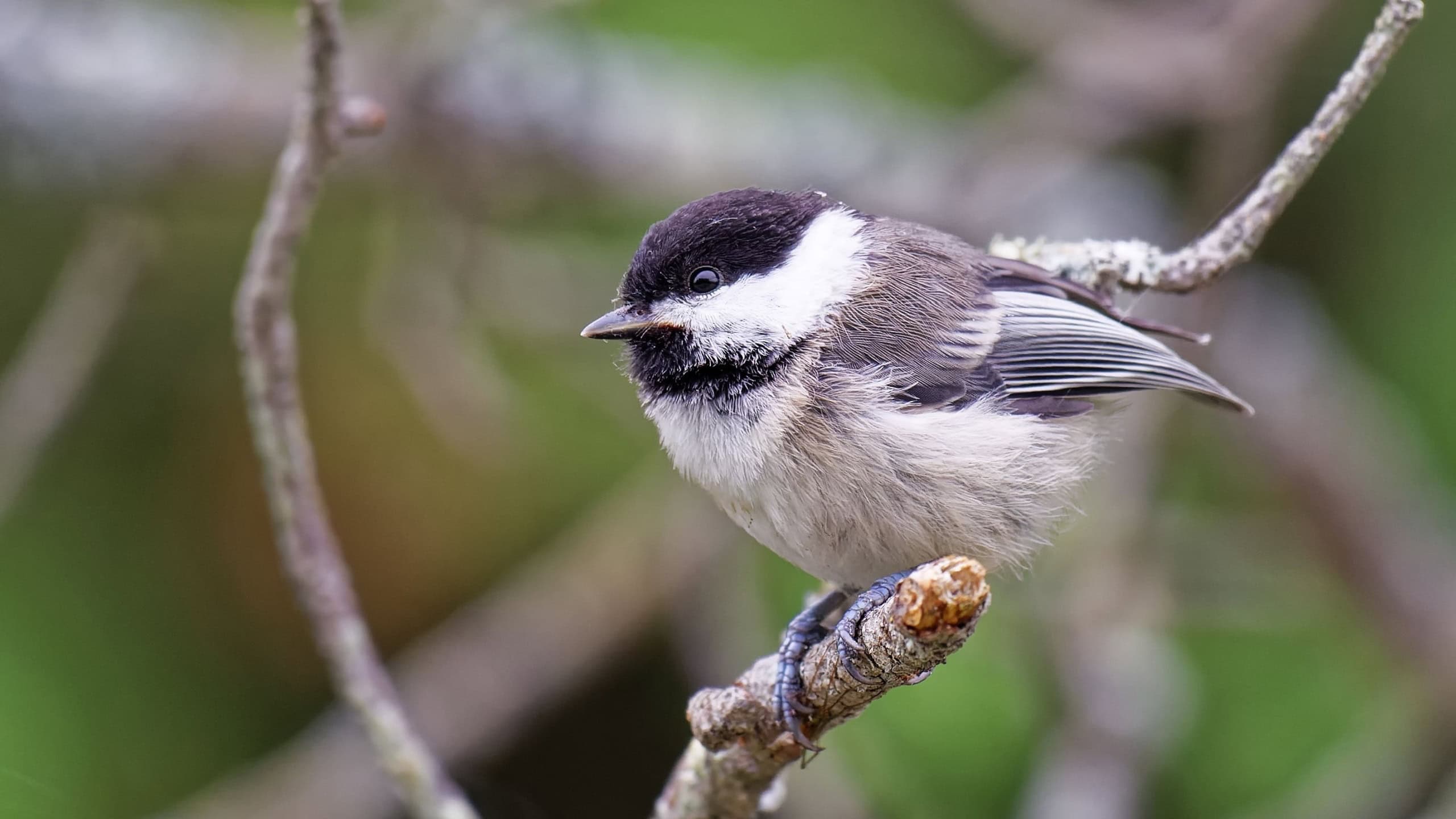 A close-up of a black-capped chickadee perched on a branch with a blurred green background.