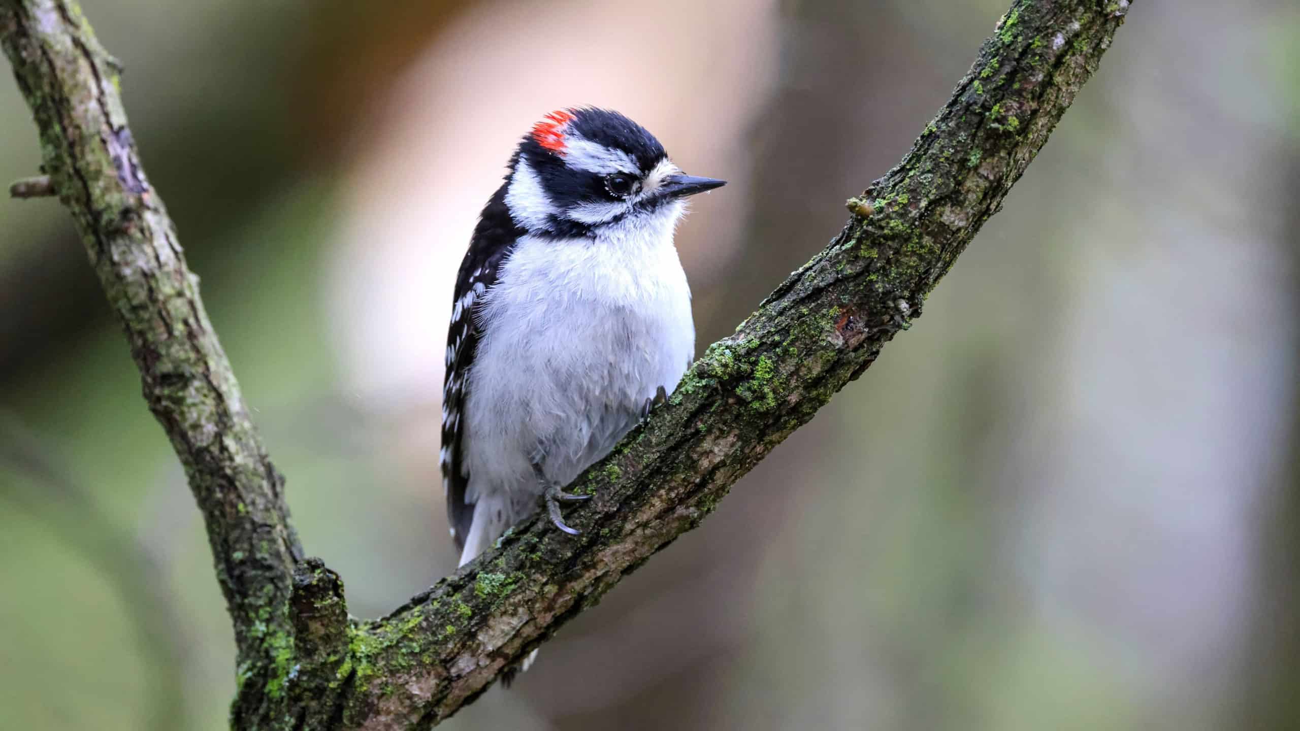 A downy woodpecker (Dryobates pubescens) on a branch