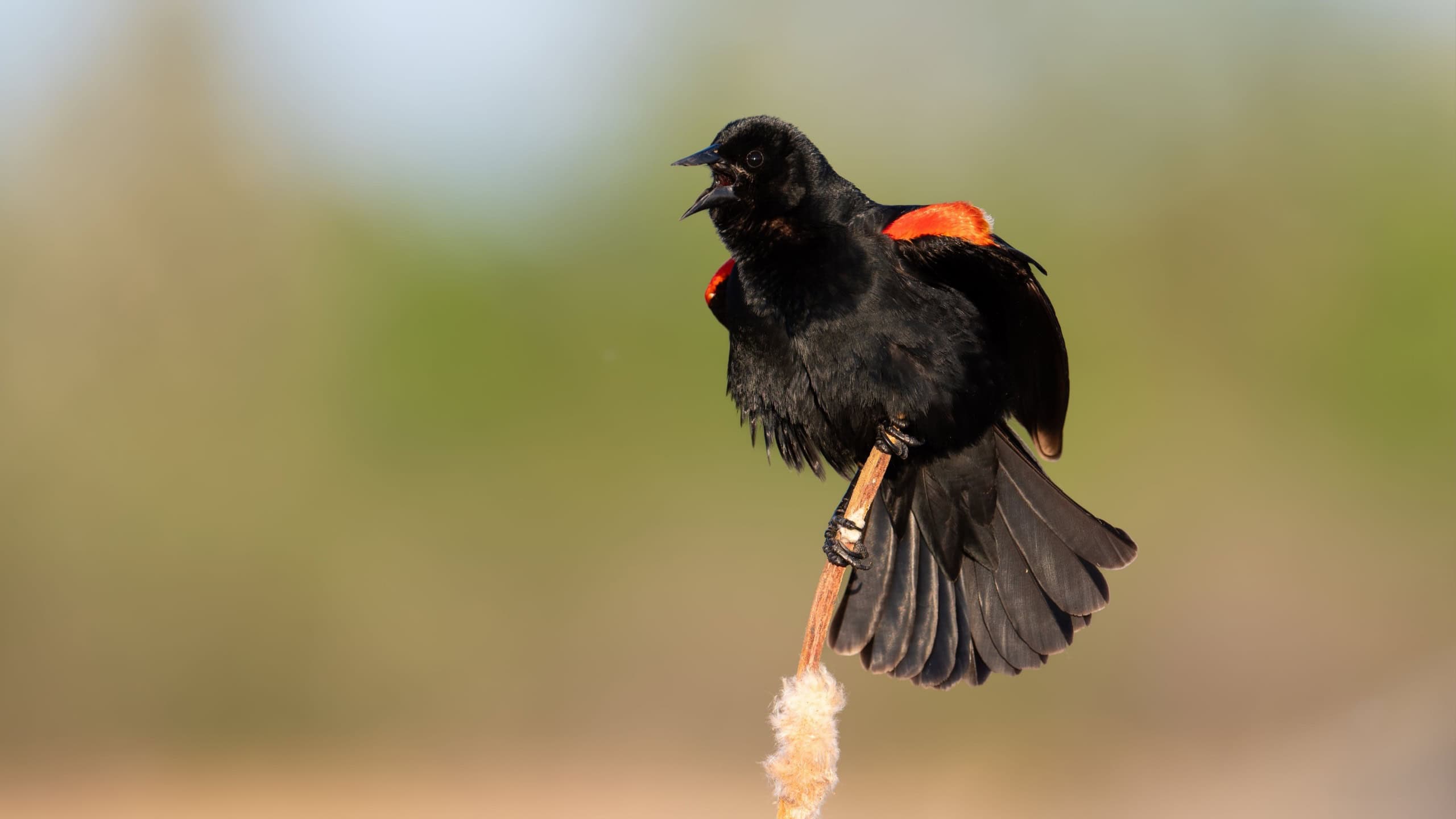 Red-winged blackbird perched on a reed with a blurred natural background in a sunny setting.