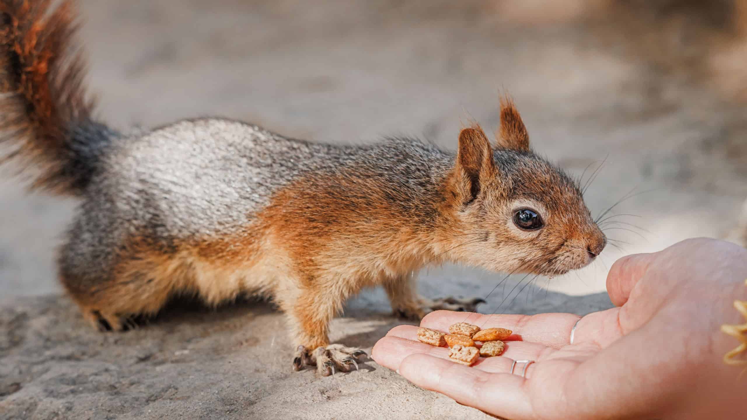 Red squirrel eagerly taking food from a hand in a park, savoring a sunny day and creating a delightful moment of connection