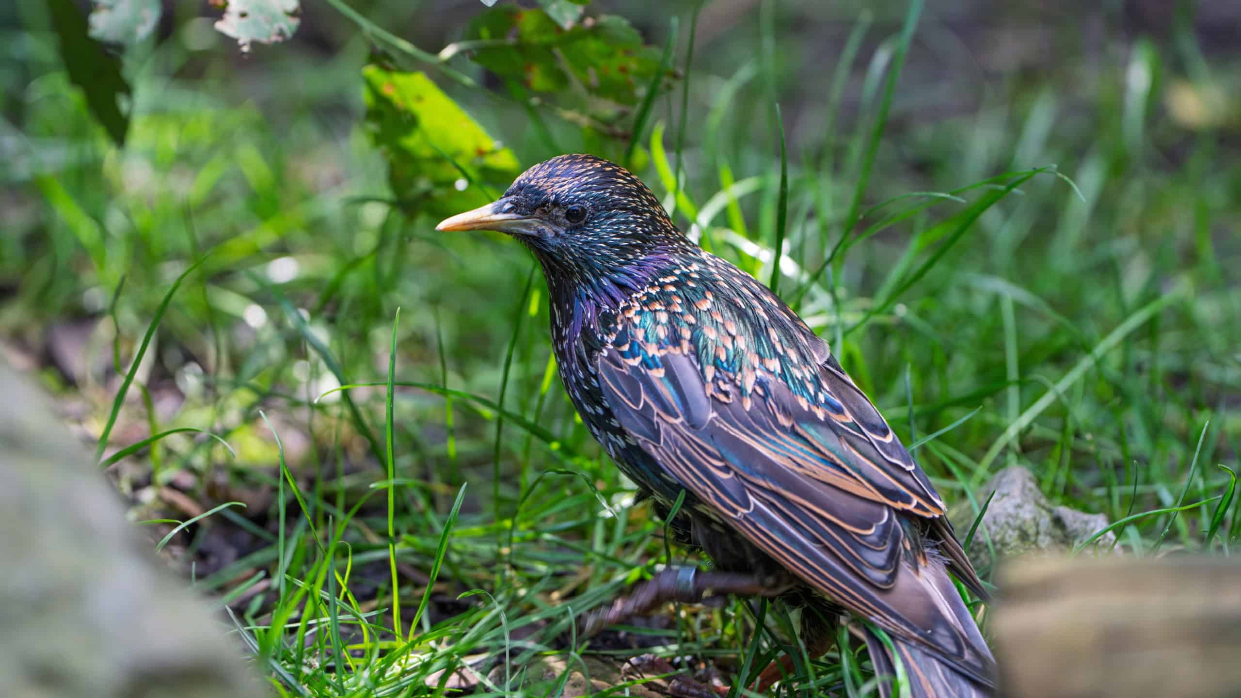 European Starling is a striking bird with iridescent feathers. This image highlights its beauty in a vibrant habitat, showcasing its intricate details and colors.
