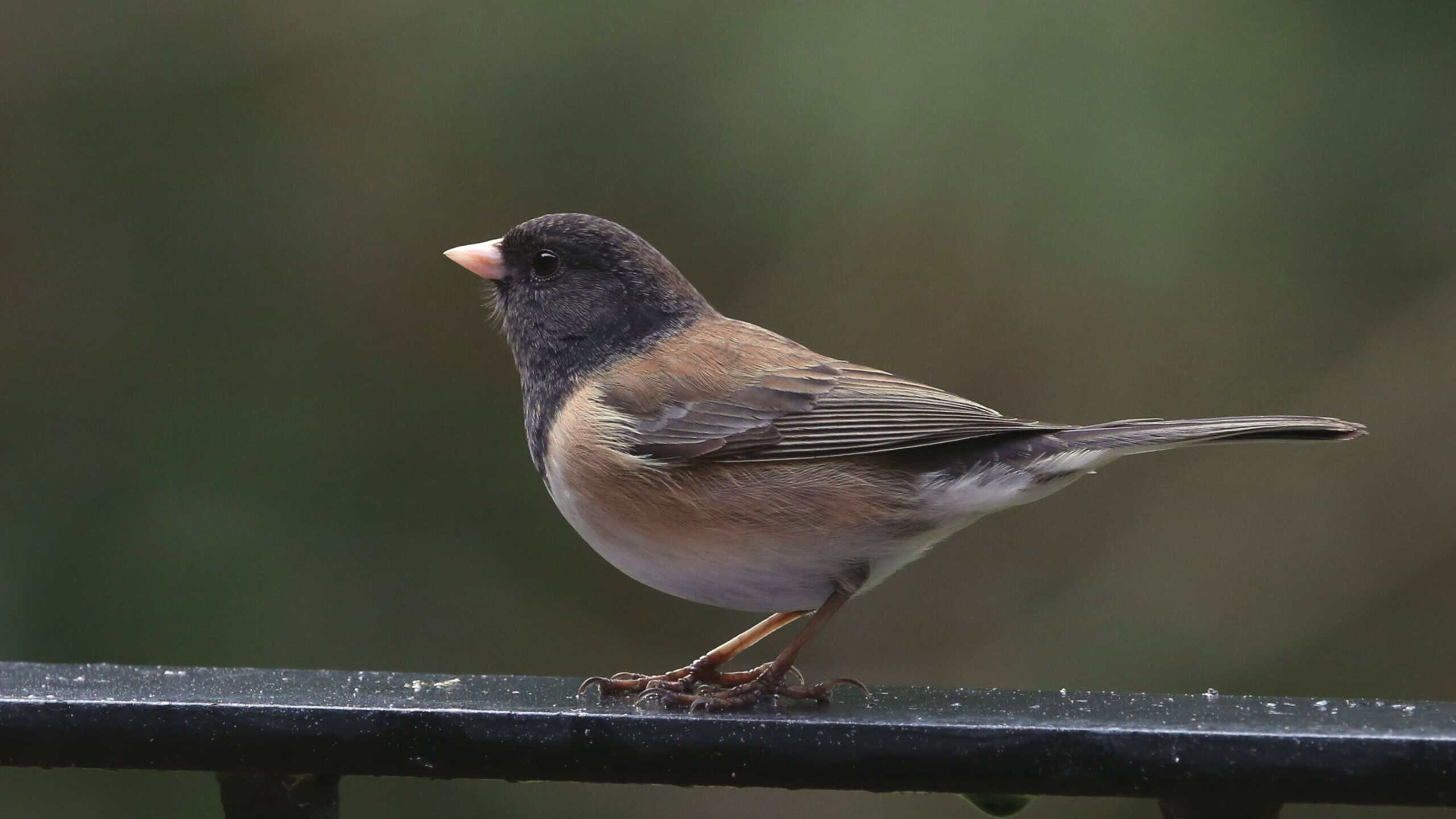 Dark-eyed Junco