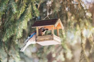 The 13 birds Canadians are most likely to see in their backyard