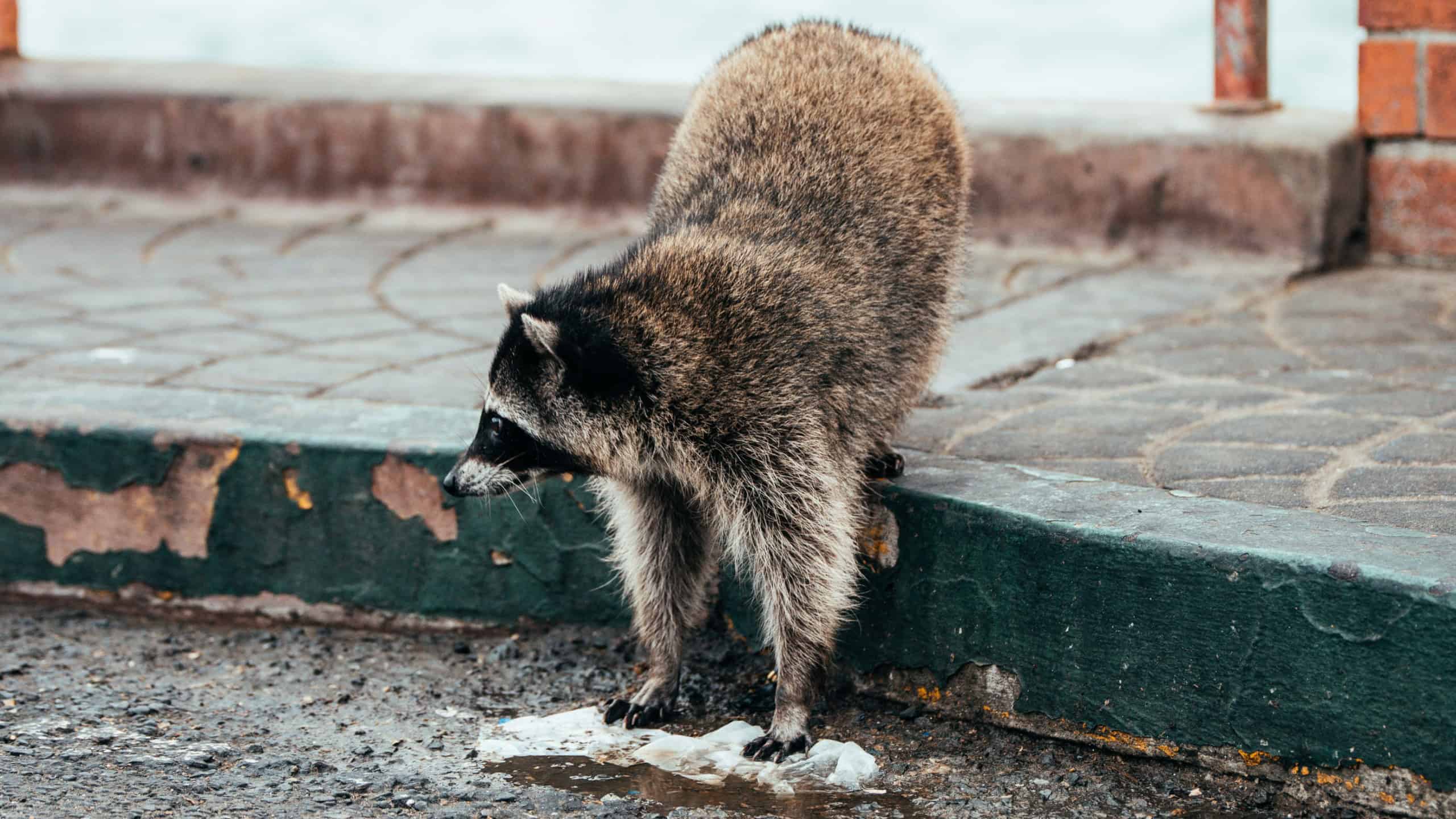 A beautiful racoon looking for food