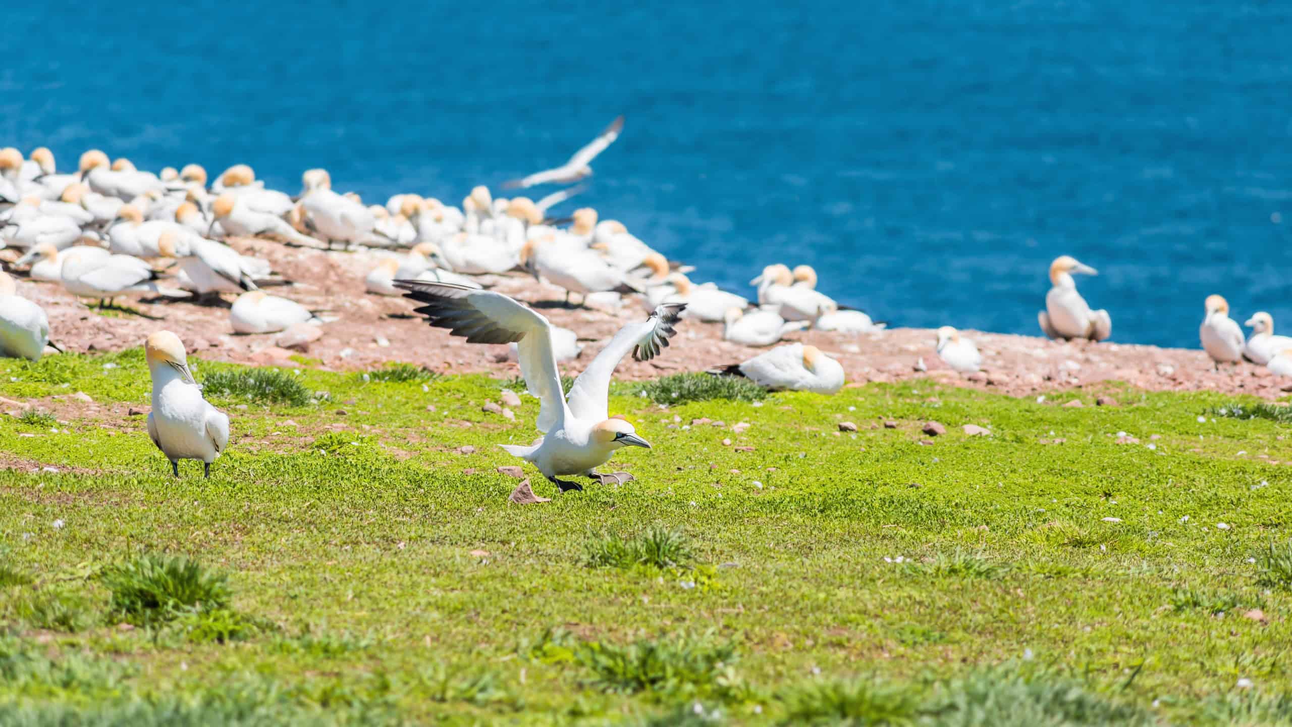 White Gannet bird taking flight off, flying away on Bonaventure Island cliff in Perce, Quebec, Canada on grass and many feathers