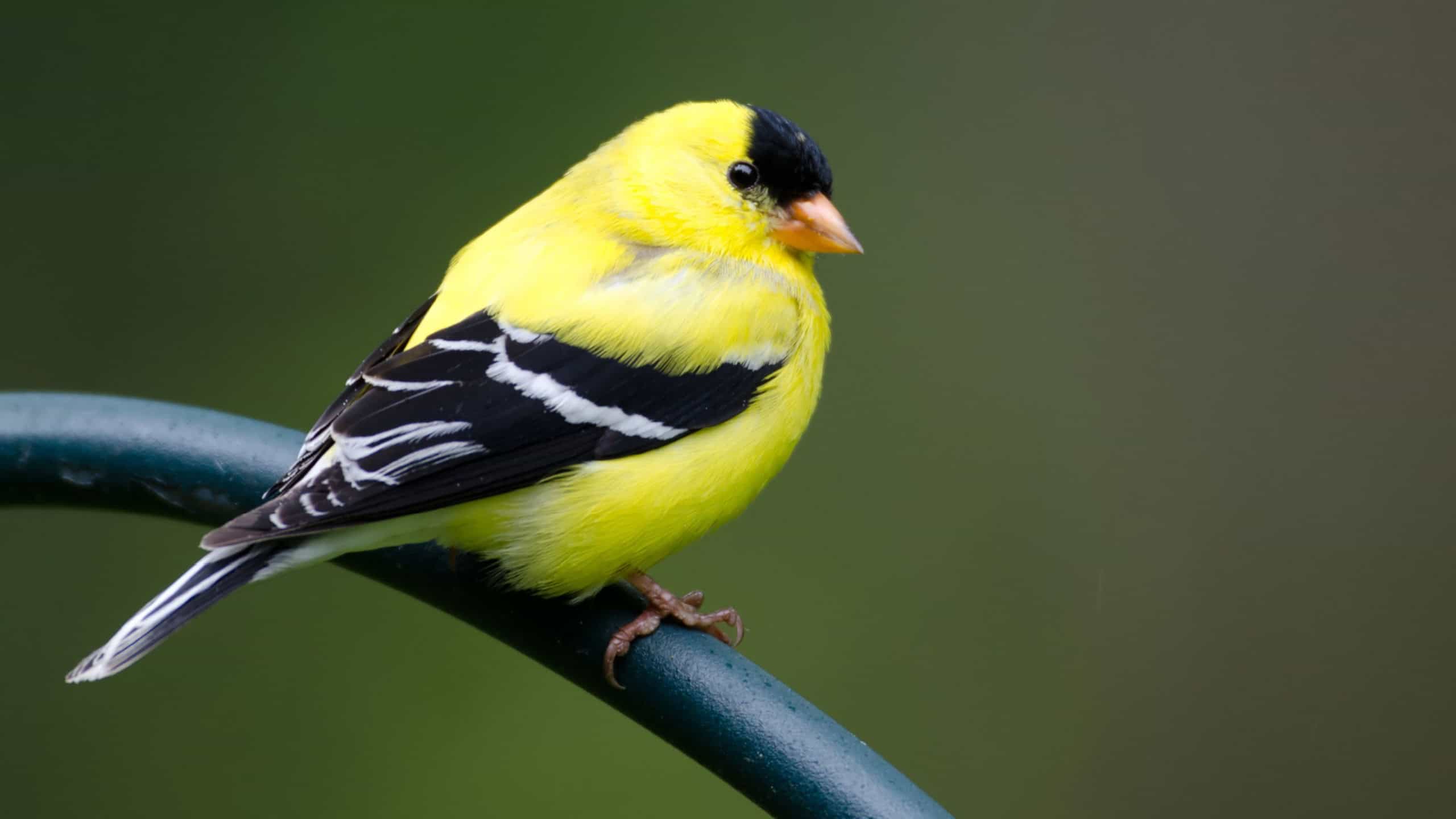 American goldfinch sitting on a metal post beneath a feeder