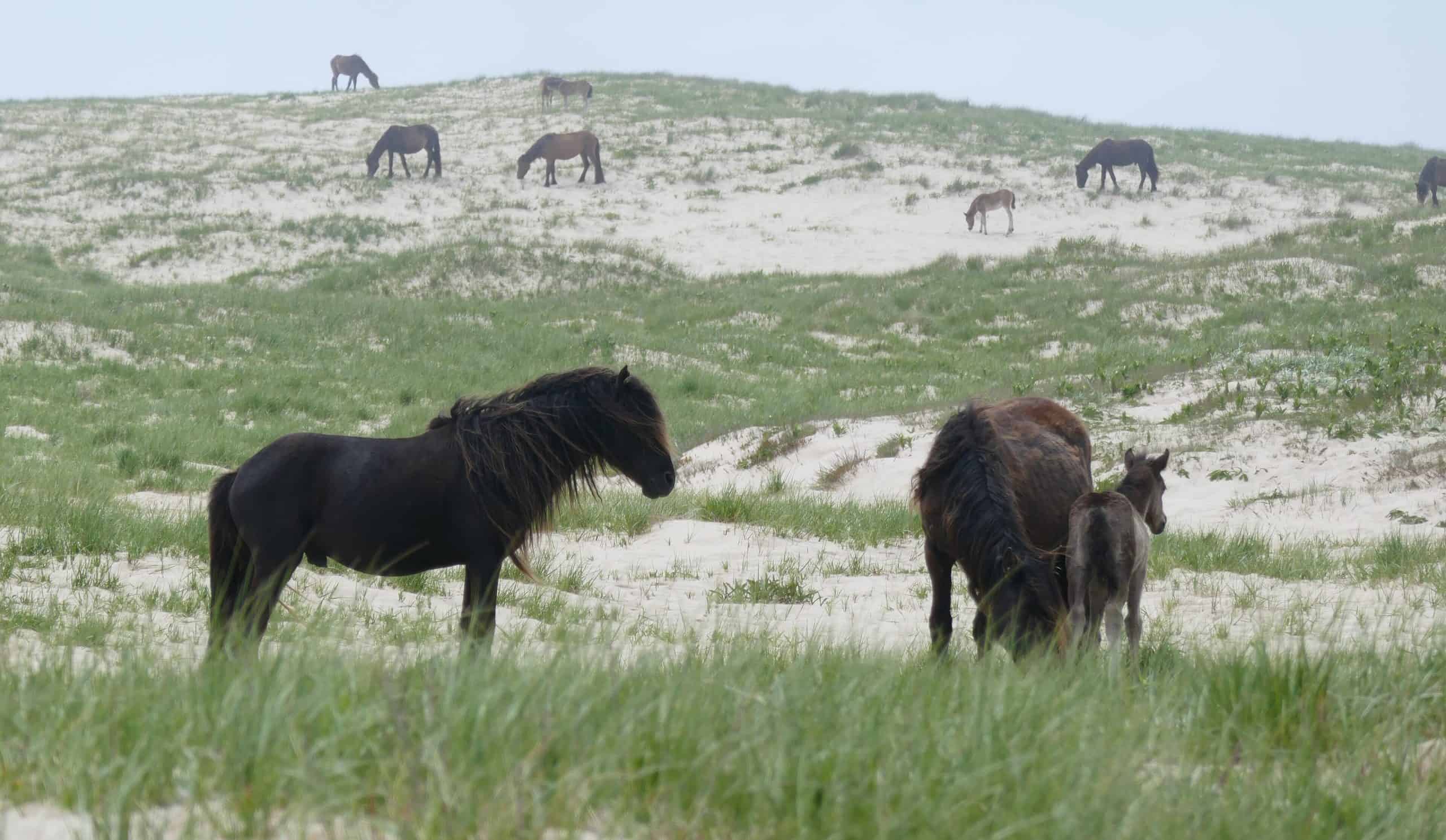 Stallion and harem on Sable Island